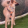 alert, animal, brown_fur, canine, collar, cute, daylight, dog, domestic_animal, ears, fence, grass, guarding, harness, nature, outdoor, pet, side_view, standing, tail