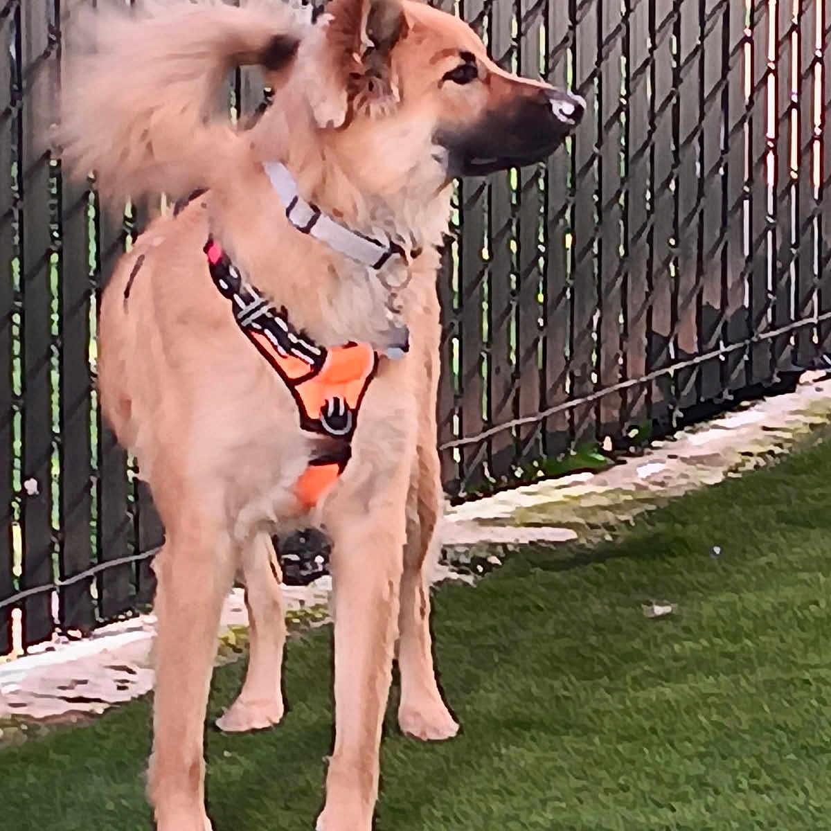 Koda Bear