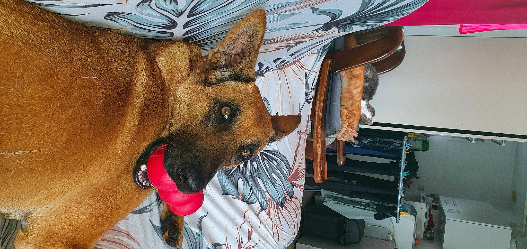 Phara participe au concours pour gagner de l'argent avec cette photo : canidae, carnivore, collar, comfort, companion_dog, dog, dog_breed, dog_collar, dog_supply, fashion_accessory, fawn, fur, guard_dog, hat, snout, sporting_group, toy_dog, whiskers, working_animal, working_dog