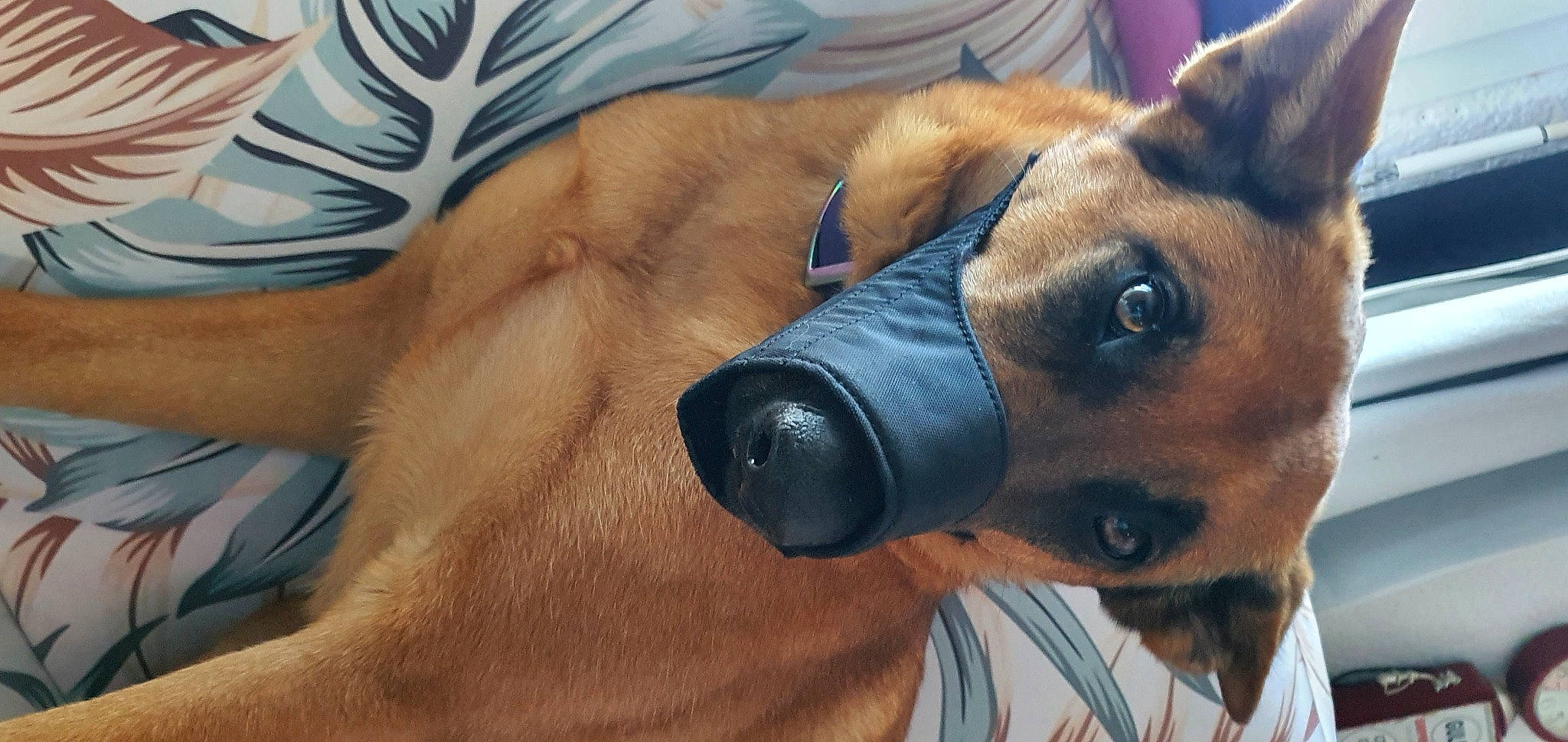 Phara a rejoint le concours — aidez-le/la à gagner de superbes lots ! canidae, carnivore, collar, comfort, companion_dog, dog, dog_breed, dog_collar, dog_supply, ear, fawn, fur, liver, pet_supply, snout, sporting_group, terrestrial_animal, toy_dog, whiskers, working_animal