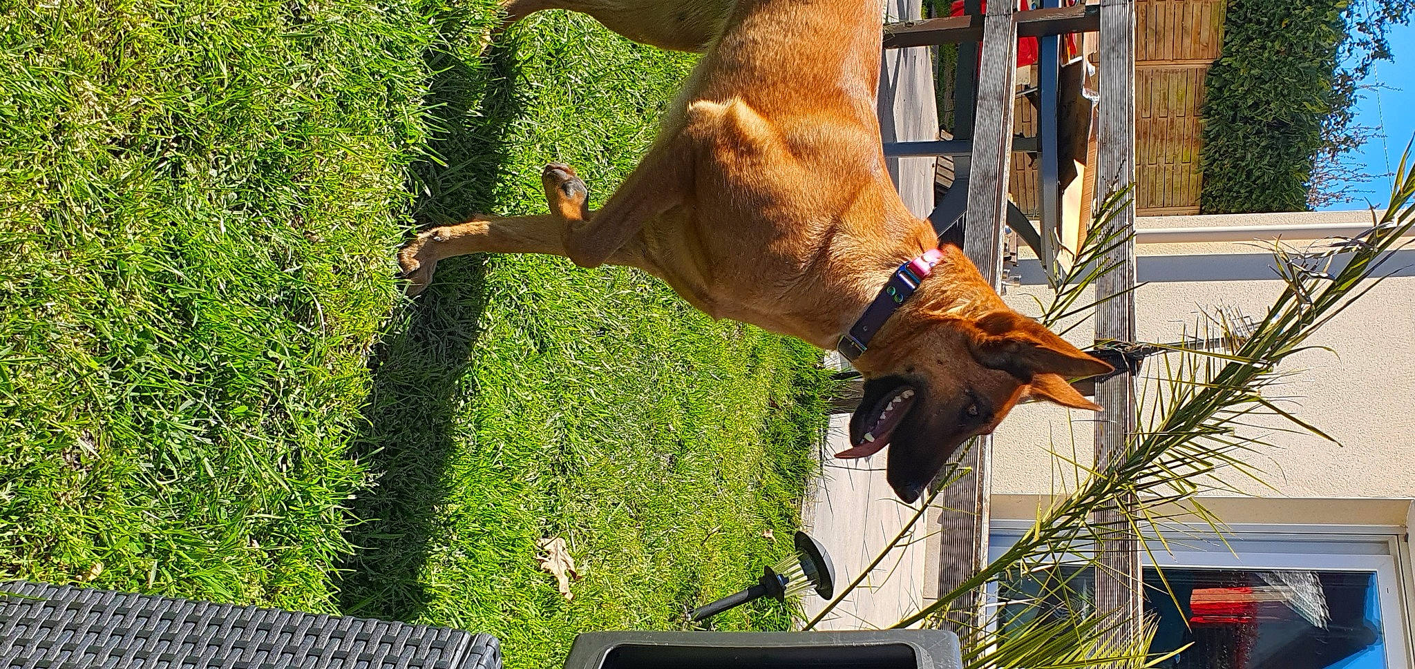 Phara a rejoint le concours — aidez-le/la à gagner de superbes lots ! canidae, carnivore, collar, dog, dog_breed, fawn, grass, human_leg, liver, livestock, pet_supply, plant, snout, sorrel, sporting_group, stallion, tail, wildlife, window, working_animal