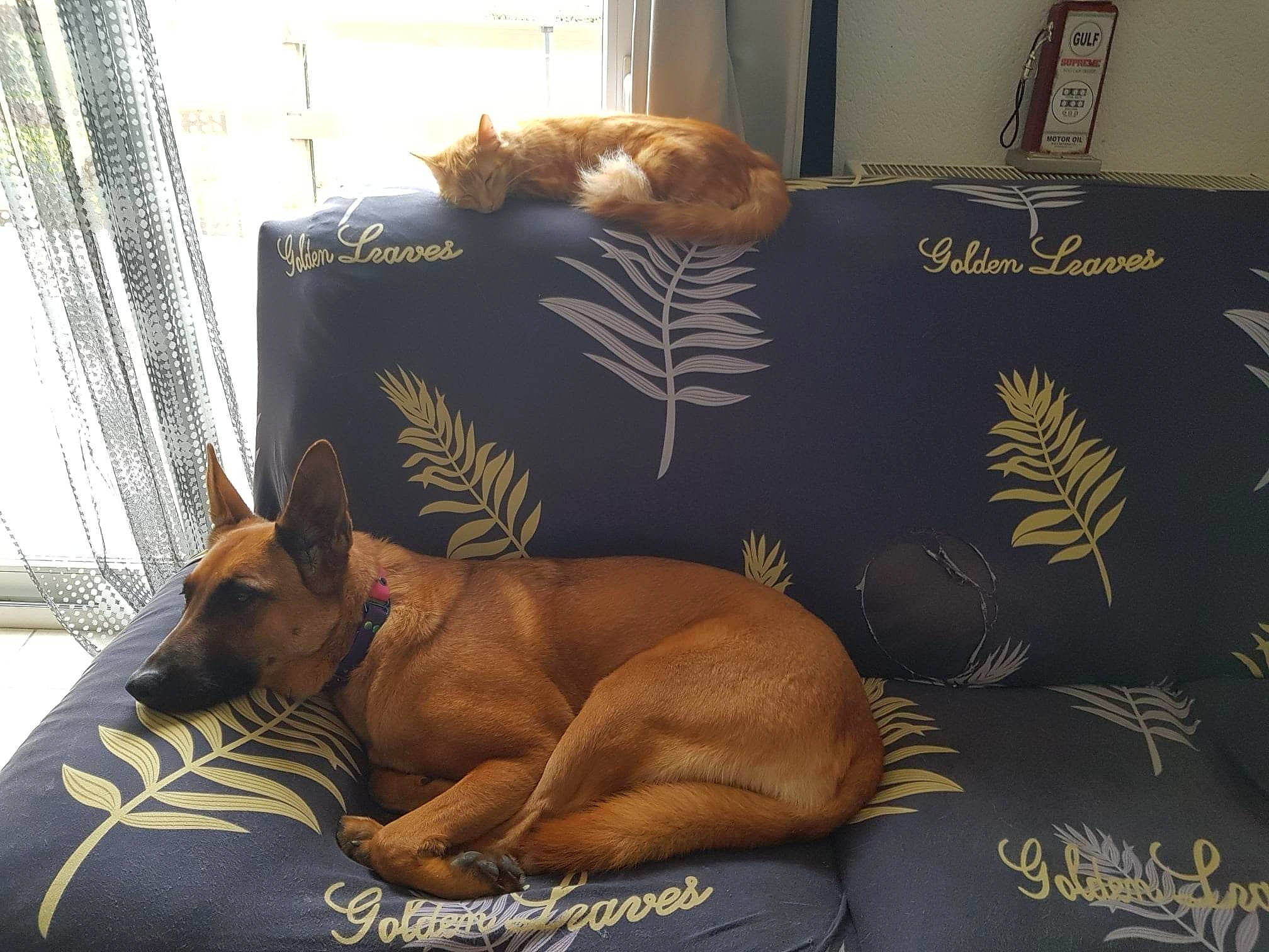 Phara a rejoint le concours — aidez-le/la à gagner de superbes lots ! art, canidae, carnivore, collar, comfort, companion_dog, curtain, dog, dog_breed, dog_supply, fawn, flooring, linens, liver, room, snout, sporting_group, terrestrial_animal, toy_dog, working_animal