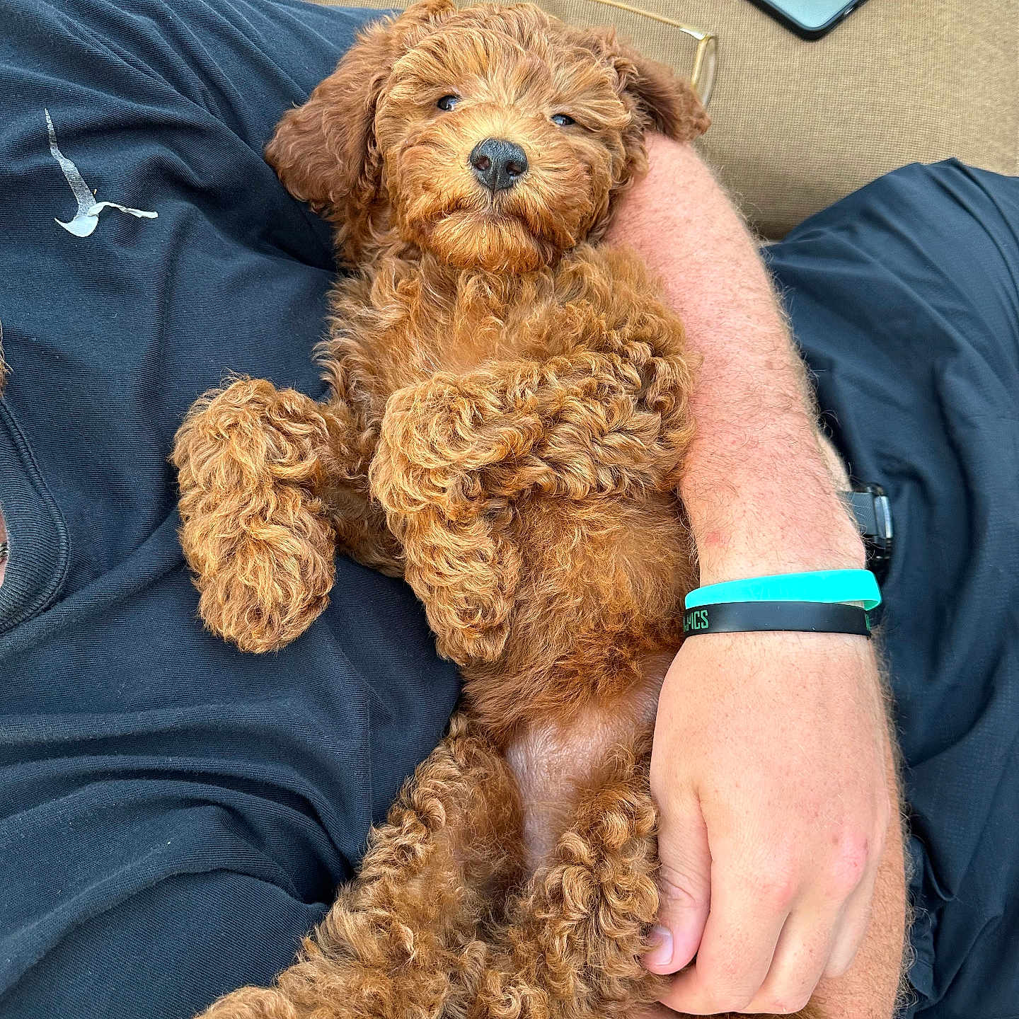 Nova joined the competition — help win amazing prizes! animal, arm, bodypart, canine, couch, cushion, dog, electronics, finger, furniture, hand, homedecor, person, pet, phone, poodle, puppy, sleeping, terrier, wristwatch