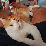 Tofu a rejoint le concours — aidez-le/la à gagner de superbes lots ! casual, cat, close_up, comfort, feline, fur, home, indoor, lap, laptop, legs, living_room, orange_and_white_cat, person, pet, relaxation, remote_controls, resting, whiskers, wooden_table