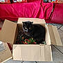 cat, black_cat, cardboard_box, tinsel, red_blanket, red_couch, cat_food_boxes, tiled_floor, indoor, pet, feline, domestic_cat, yellow_eyes, box, holiday_decor, home_interior, cozy, resting, curious, animal