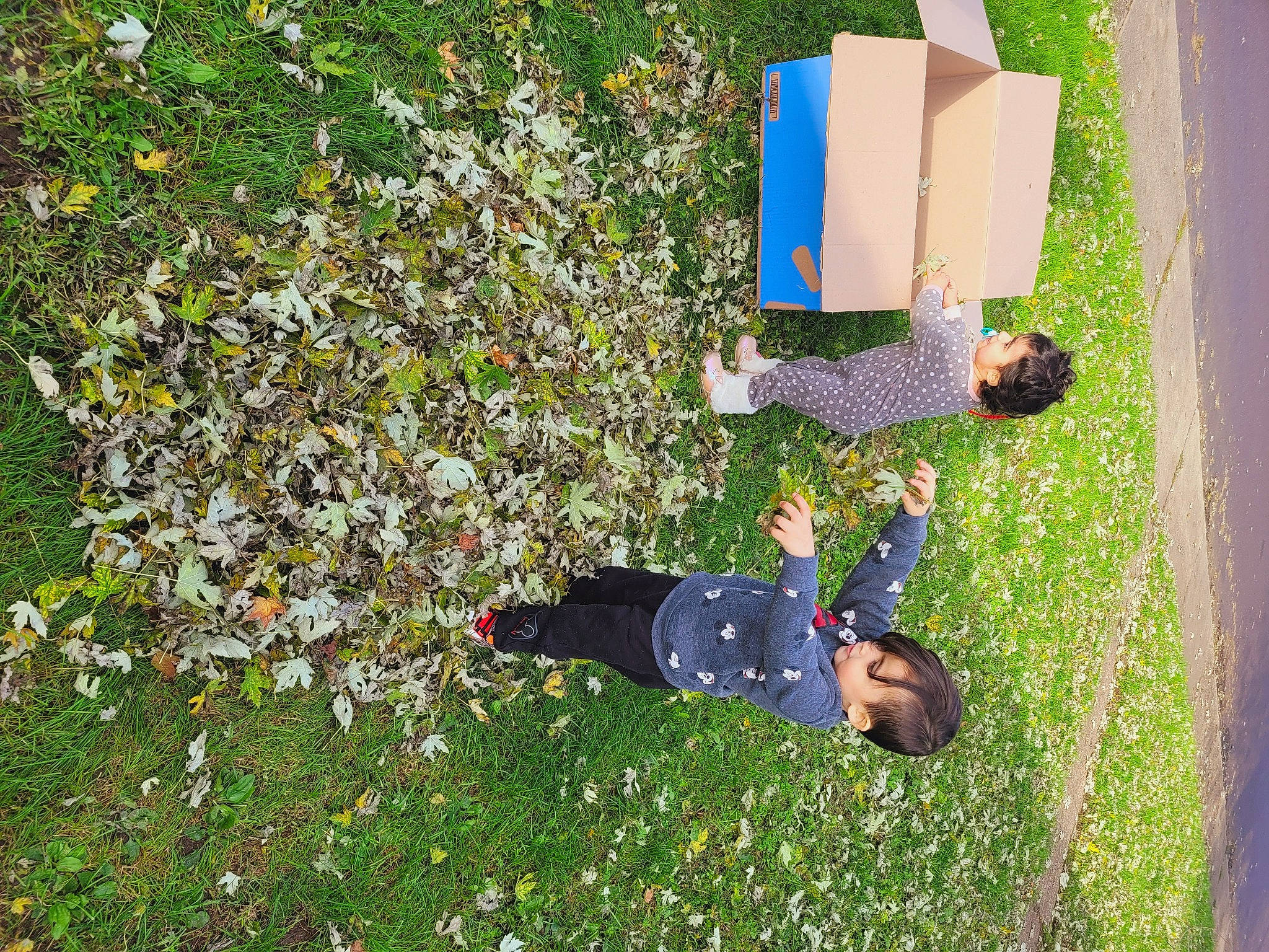 King joined the competition — help win amazing prizes! box, child, fun, garden, grass, grass_family, grassland, groundcover, landscape, lawn, leisure, people_in_nature, person, plant, recreation, shadow, shrub, toddler, tree, yard