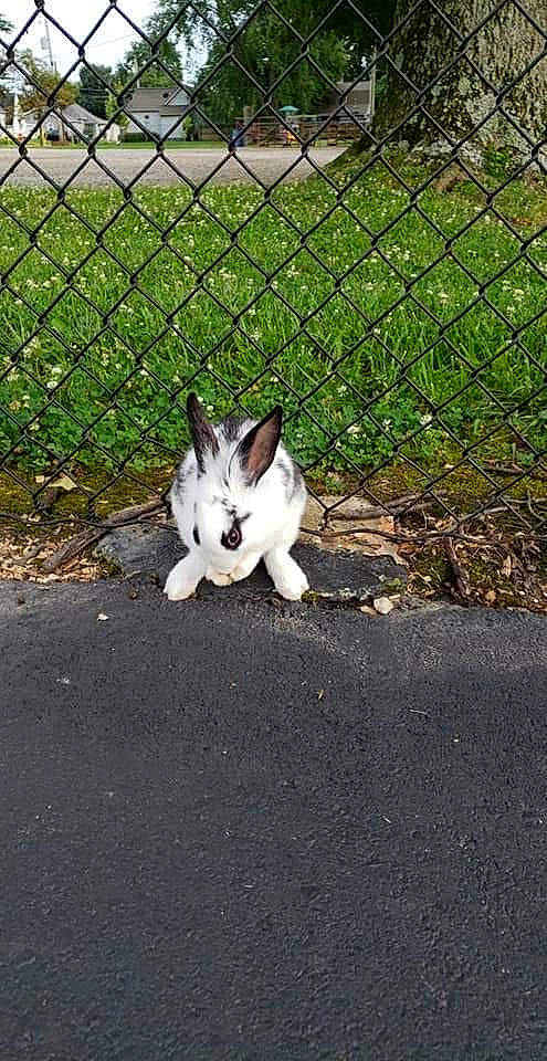 Pepper Kay is registered to the contest to win money with this photo: asphalt, canidae, carnivore, chain_link_fencing, companion_dog, dog_breed, fence, fur, grass, home_fencing, mesh, pet_supply, plant, road_surface, soil, sporting_group, tail, terrestrial_animal, whiskers, wire_fencing