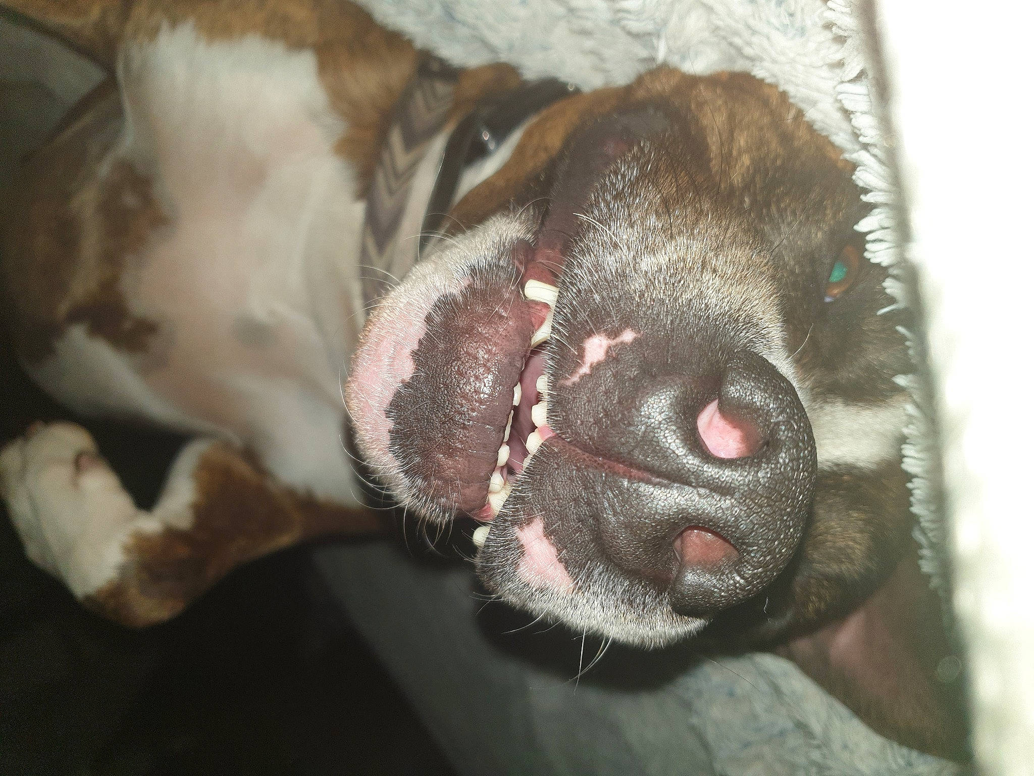 Owen a rejoint le concours — aidez-le/la à gagner de superbes lots ! boston_terrier, canidae, carnivore, collar, comfort, companion_dog, dog, dog_breed, fawn, fur, liver, non_sporting_group, snout, sporting_group, terrestrial_animal, toy_dog, whiskers, working_animal, wrinkle