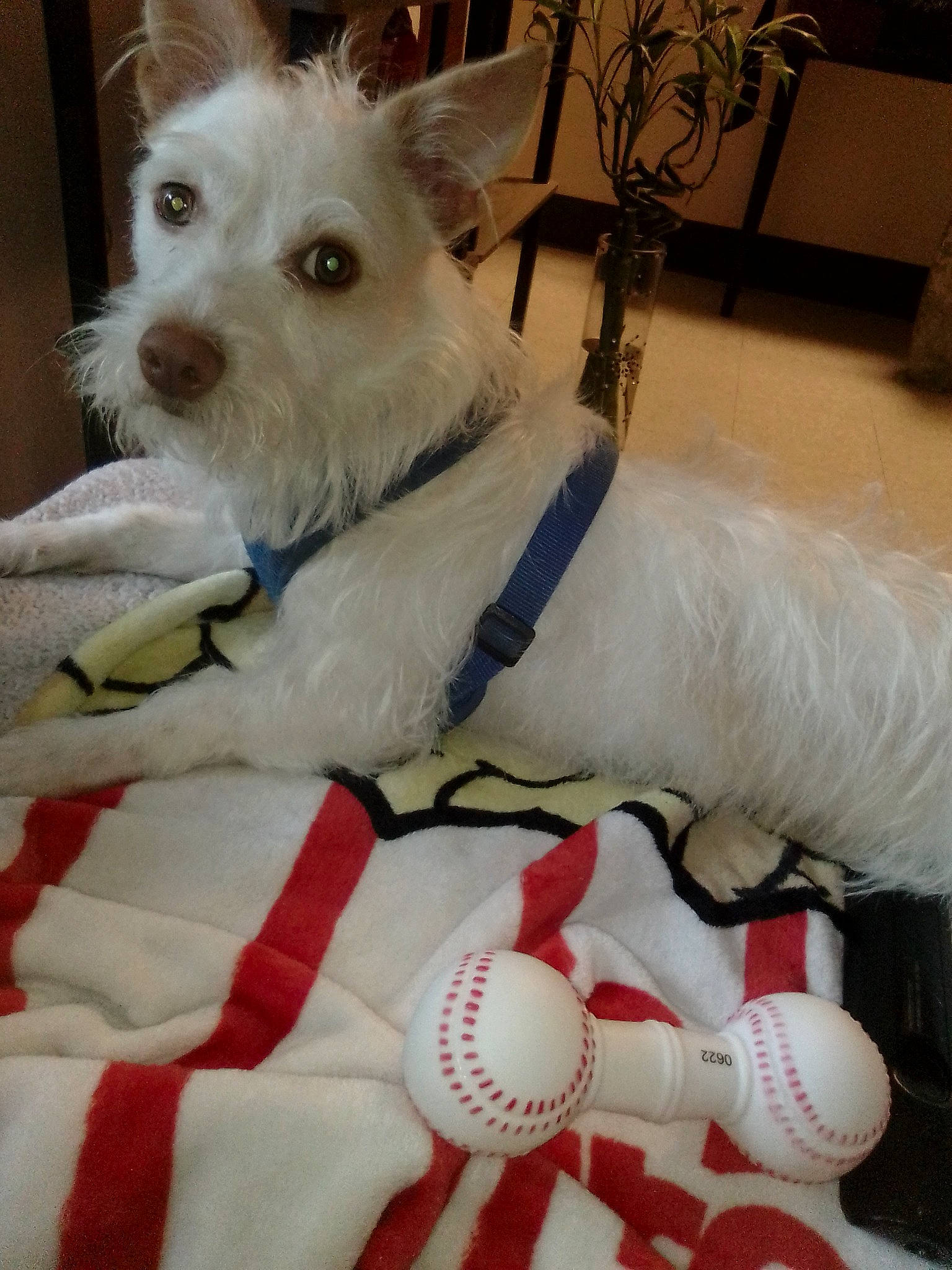 Casper is registered to the contest to win money with this photo: carnivore, collar, comfort, companion_dog, dog, dog_breed, dog_collar, dog_supply, event, fawn, felidae, fur, houseplant, plant, small_terrier, sporting_group, terrier, toy_dog, white, working_animal