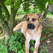 Canelle participe au concours pour gagner de l'argent avec cette photo : dog, canine, animal, pet, outdoor, nature, greenery, tree, leaves, relaxing, laying_down, grass, earth, garden, mammal, brown_fur, alert, ears, paws, quiet