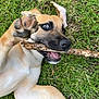 animal, canine, closeup, cute, dog, ears, fun, fur, grass, happy, lying_down, mouth, nature, outdoor, paw, pet, playful, puppy, stick, tongue