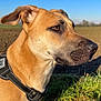 Canelle participe au concours pour gagner de l'argent avec cette photo : animal, blue_sky, canine, closeup, daytime, dog, ears, expression, field, fur, grass, harness, muzzle, nature, outdoor, pet, portrait, side_view, sunlight, watchful