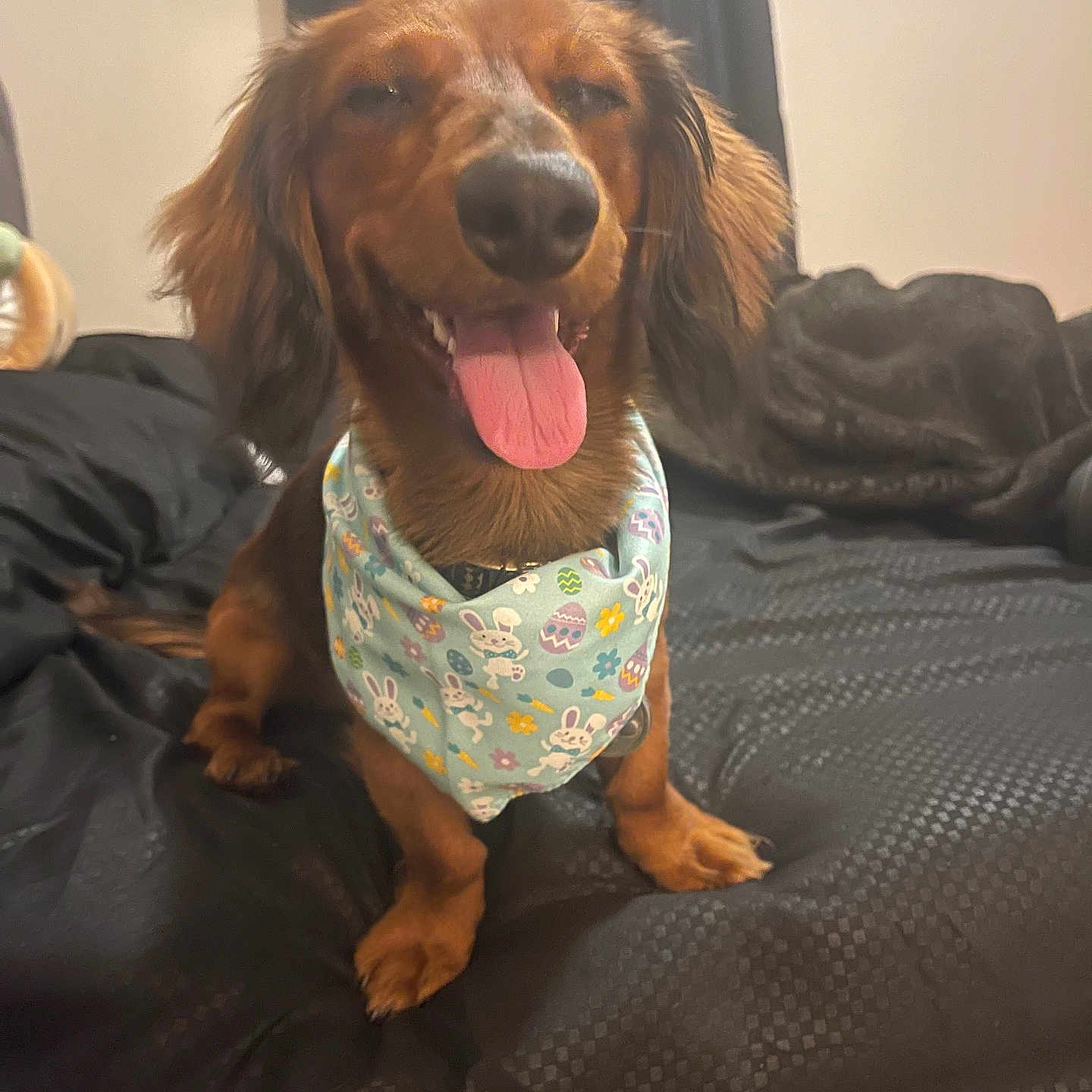 Draco joined the competition — help win amazing prizes! animal, bandana, bed, black_bedspread, canine, cute, dachshund, dog, domestic_animal, ears, fur, happy, indoor, pet, playful, sitting, small_dog, smiling, tongue, tongue_out