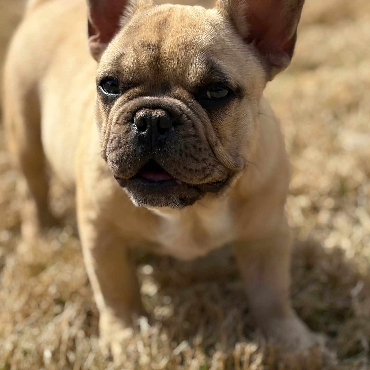 Churro joined the competition — help win amazing prizes! french_bulldog, puppy, dog, animal, pet, outdoor, grass, sunlight, ears, brown, cute, closeup, portrait, young, mammal, adorable, canine, playful, nature, small