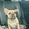 Churro joined the competition — help win amazing prizes! dog, puppy, french_bulldog, car_interior, car_seat, leather_seat, blanket, plaid, pet, animal, cute, young, sitting, indoors, window, seatbelt, headrest, fur, ears, portrait