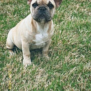 Churro is registered to the contest to win money with this photo: dog, puppy, french_bulldog, grass, outdoor, pet, animal, canine, sitting, young_dog, brown, short_hair, ears_up, adorable, cute, nature, lawn, portrait, alert, daylight