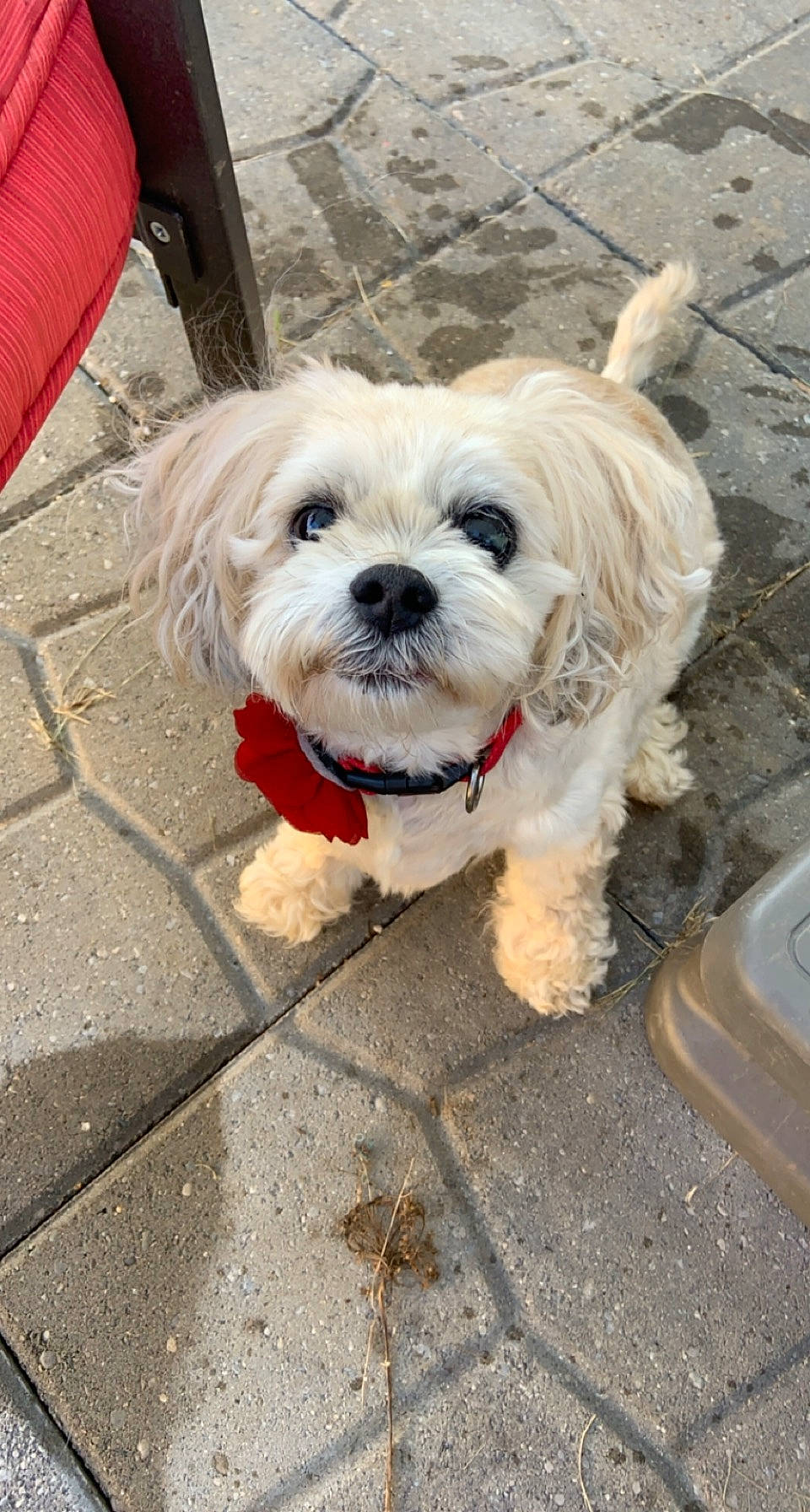 Cadence joined the competition — help win amazing prizes! carnivore, collar, companion_dog, dog, dog_breed, dog_clothes, dog_collar, dog_supply, fawn, fur, leash, pet_supply, road_surface, shih_poo, shih_tzu, small_terrier, snout, terrier, toy_dog, working_animal