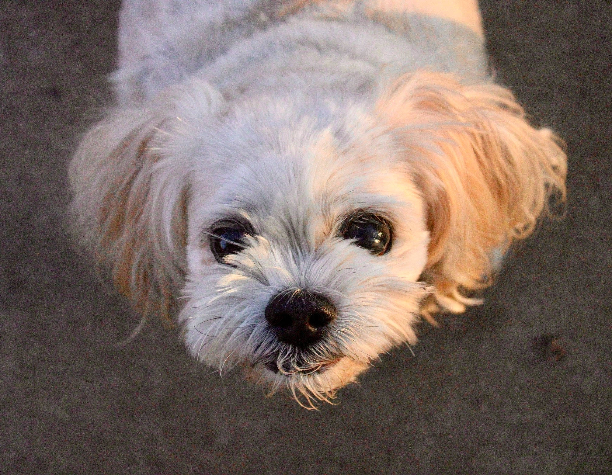 Cadence is registered to the contest to win money with this photo: canidae, carnivore, companion_dog, dog, dog_breed, fur, liver, mal_shi, maltepoo, plant, shih_poo, small_terrier, snout, sporting_group, terrestrial_animal, terrier, toy_dog, water_dog, working_animal, yorkipoo