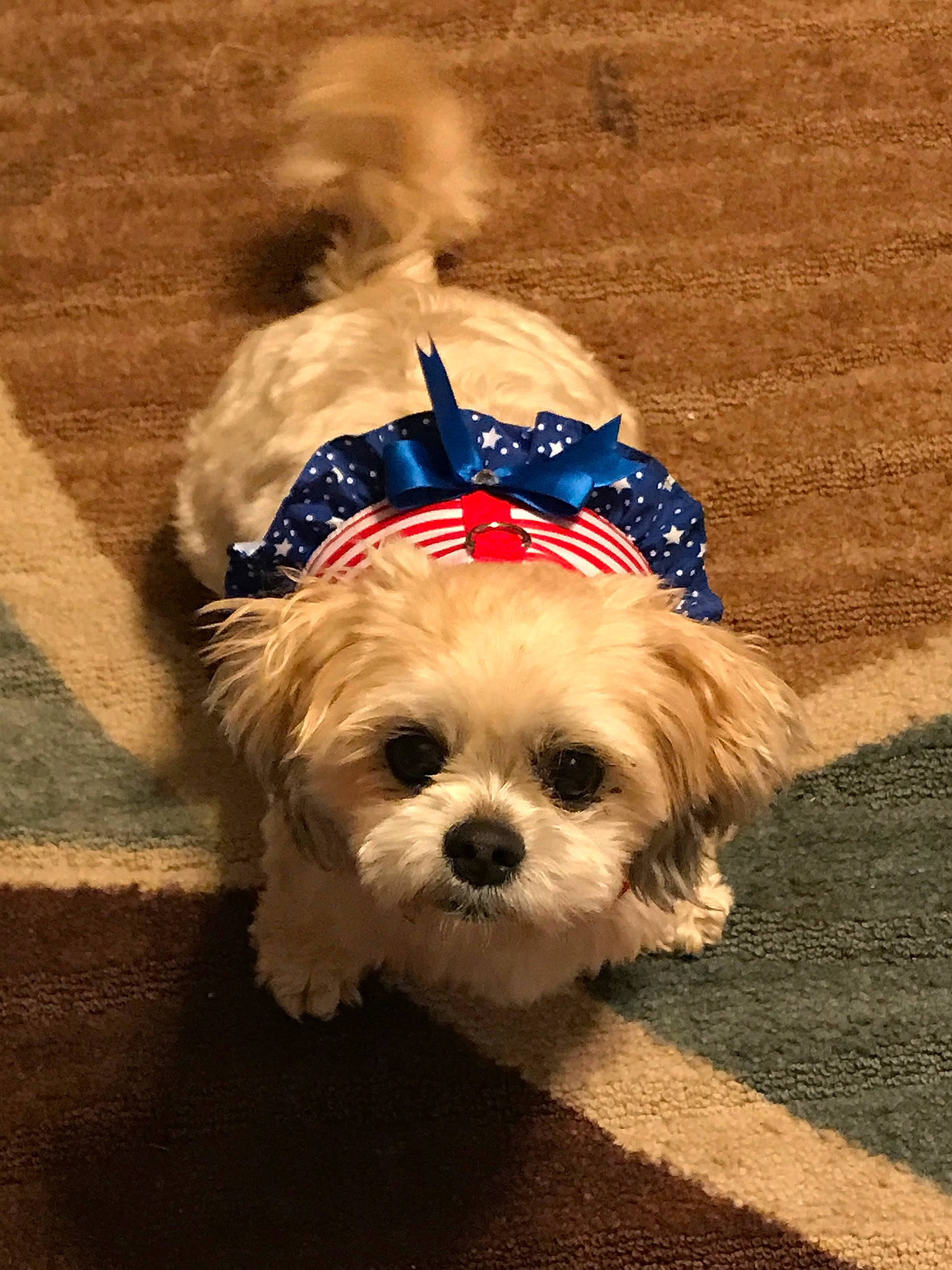 Cadence joined the competition — help win amazing prizes! canidae, carnivore, companion_dog, dog, dog_breed, dog_clothes, dog_supply, eye, fur, liver, mal_shi, maltepoo, shih_poo, shih_tzu, small_terrier, snout, sporting_group, terrier, toy_dog, working_animal