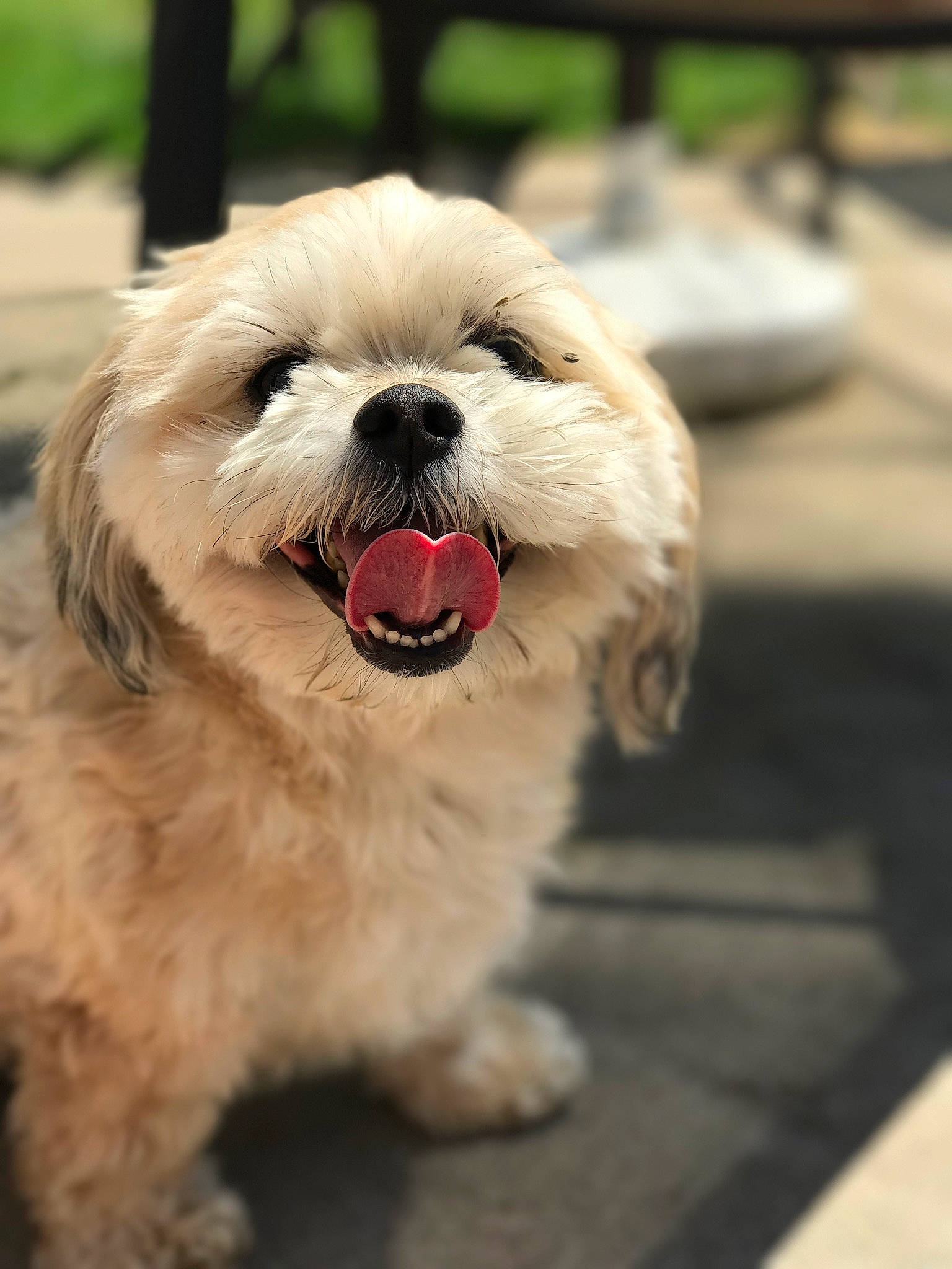 Cadence joined the competition — help win amazing prizes! canidae, carnivore, collar, companion_dog, dog, dog_breed, dog_collar, fur, happy, maltepoo, non_sporting_group, puppy, small_terrier, sporting_group, terrestrial_animal, toy_dog, whiskers, working_animal