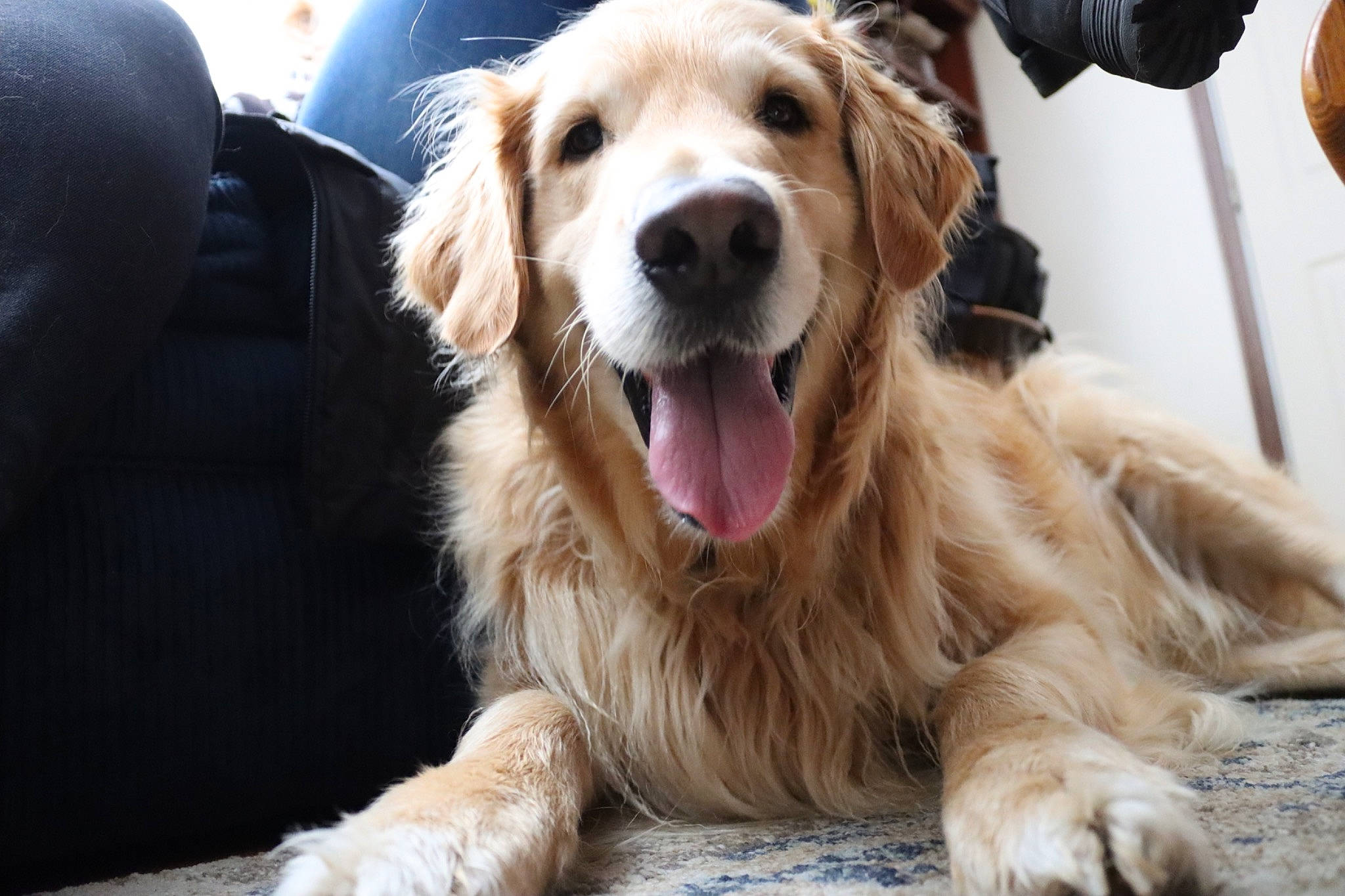 Remington is registered to the contest to win money with this photo: canidae, carnivore, companion_dog, dog, dog_breed, fang, fawn, fur, guard_dog, gun_dog, happy, paw, retriever, snout, sporting_group, terrestrial_animal, whiskers, working_animal, working_dog, yawn