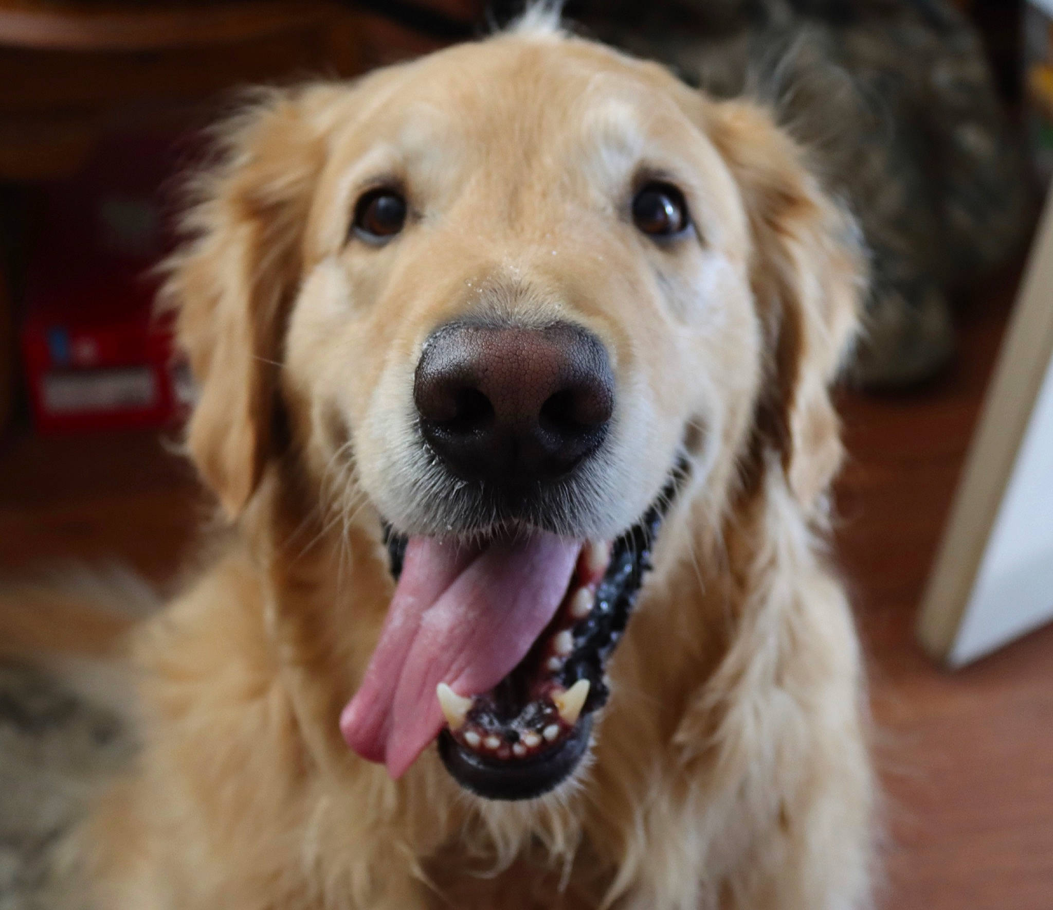 Remington joined the competition — help win amazing prizes! canidae, carnivore, companion_dog, dog, dog_breed, dog_collar, ear, fang, fawn, fur, golden_retriever, gun_dog, pet_supply, shout, snout, sporting_group, whiskers, working_dog