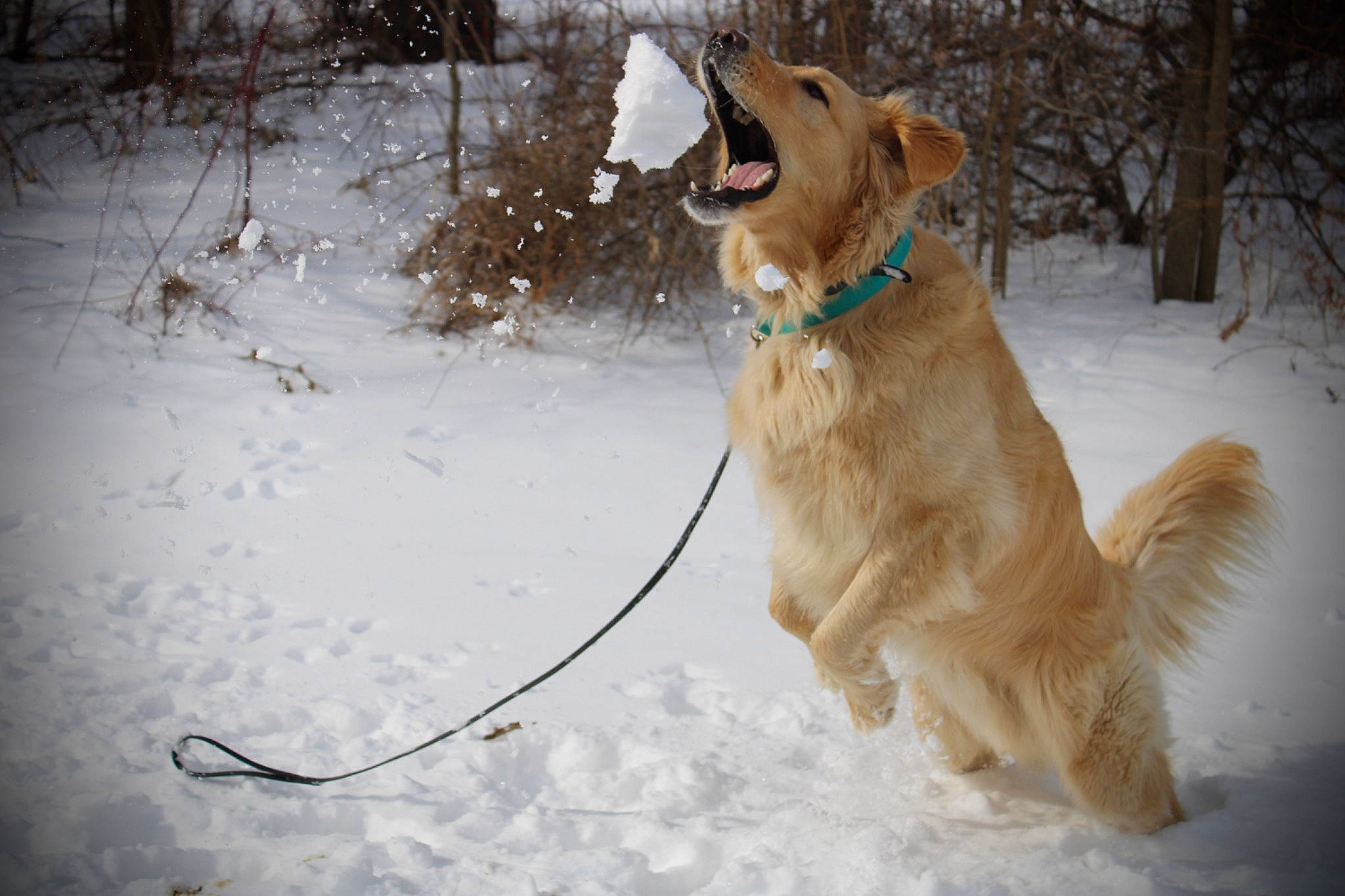 Remington joined the competition — help win amazing prizes! carnivore, collar, companion_dog, dog, dog_breed, dog_collar, fawn, freezing, fur, golden_retriever, leash, pet_supply, plant, retriever, snout, snow, sporting_group, tail, tree, winter