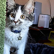 Nova Mae is registered to the contest to win money with this photo: animal, background, cat, close_up, collar, curious, cute, domestic, eyes, focus, fur, furniture, green, indoor, kitten, pet, soft, star_tag, texture, whiskers