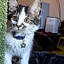 animal, background, cat, close_up, collar, curious, cute, domestic, eyes, focus, fur, furniture, green, indoor, kitten, pet, soft, star_tag, texture, whiskers