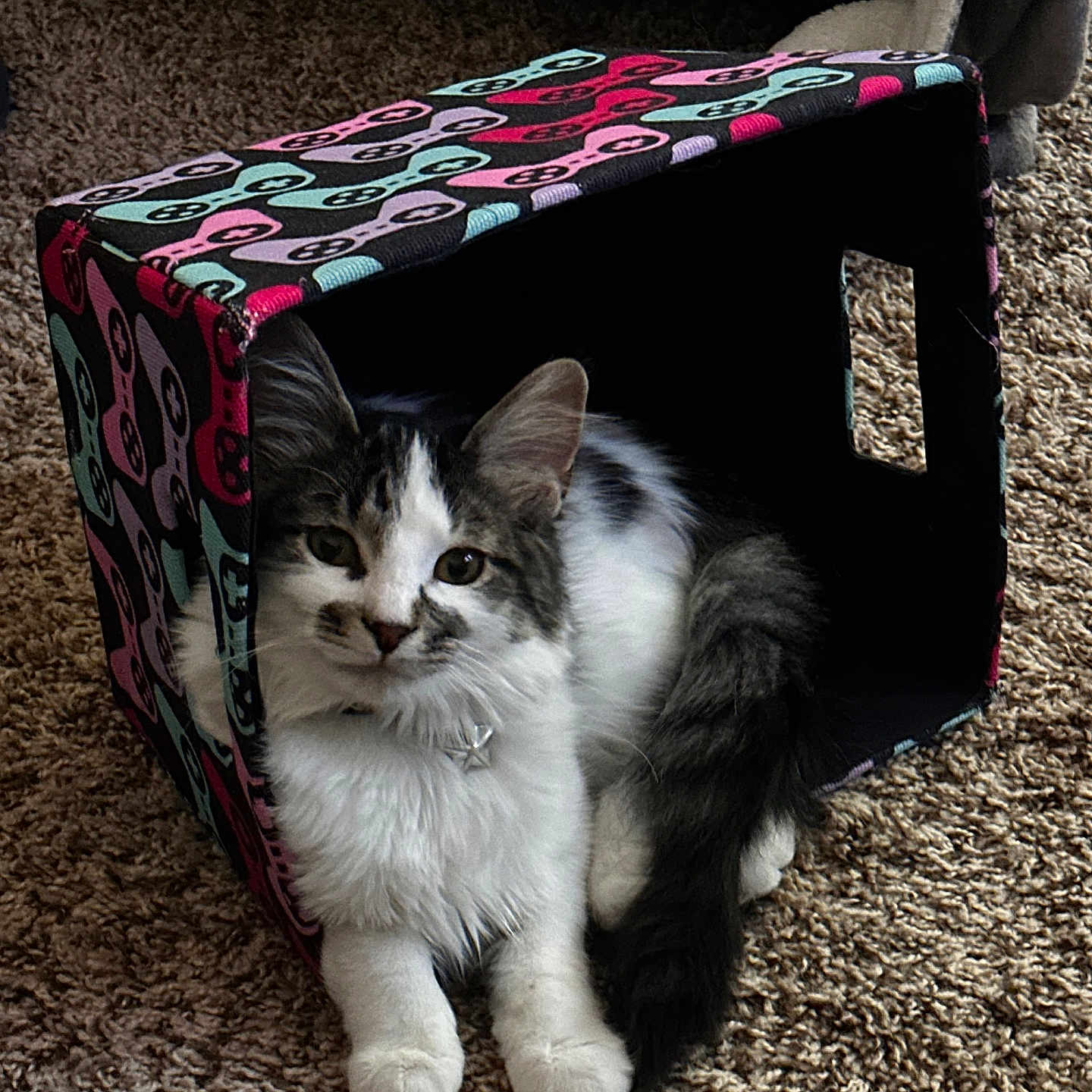 Nova Mae