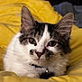 animal, cat, closeup, collar, cute, domestic, ears, feline, fluffy, gray, indoor, kitten, pet, portrait, relaxed, soft, whiskers, white, yellow_blanket, young