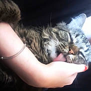 Nugget is registered to the contest to win money with this photo: animal, bracelet, cat, close_up, ears, face, fingernail, fur, hand, indoor, nose, person, pet, portrait, relaxed, sleepy, striped_fur, tabby, tongue, whiskers