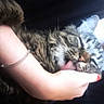 animal, bracelet, cat, close_up, ears, face, fingernail, fur, hand, indoor, nose, person, pet, portrait, relaxed, sleepy, striped_fur, tabby, tongue, whiskers