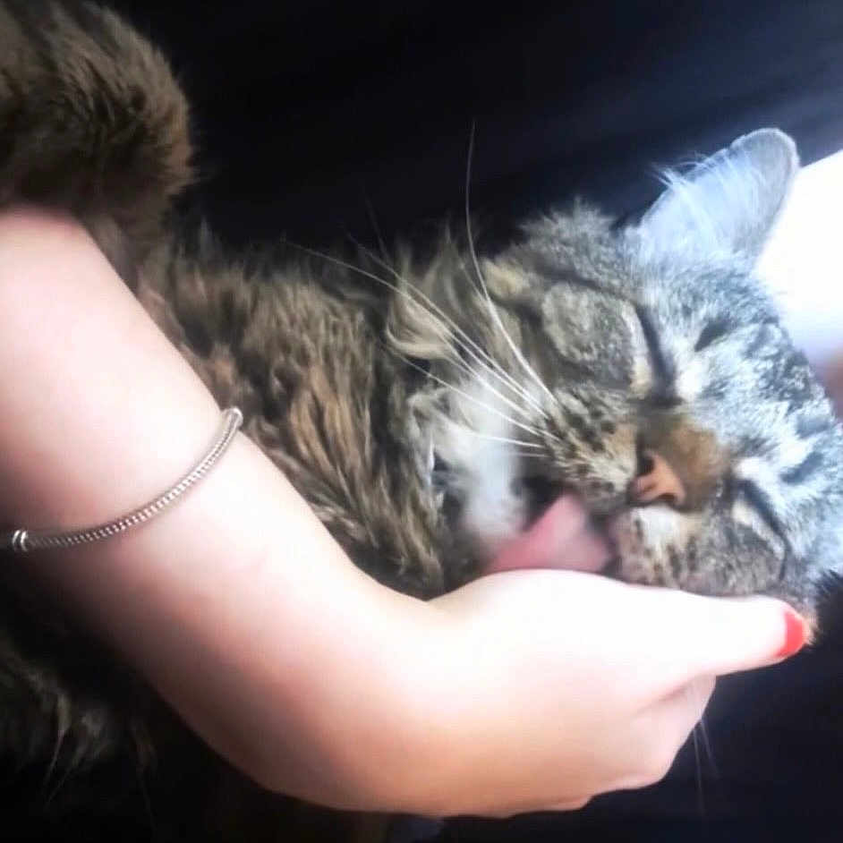 Nugget