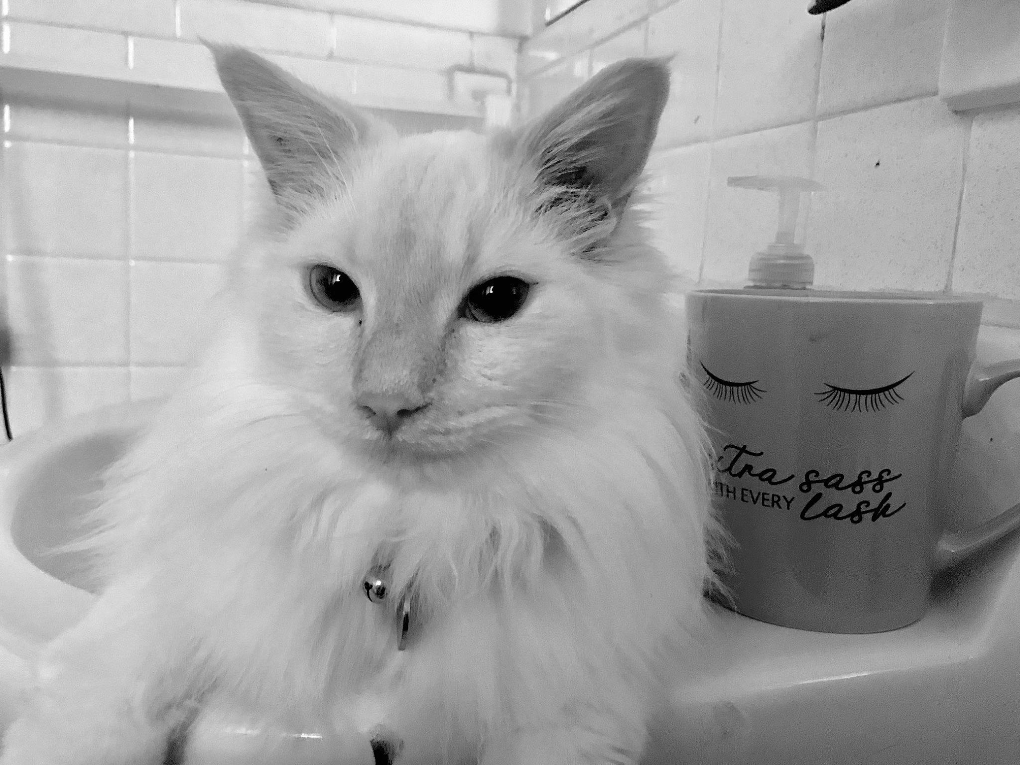 Kingston joined the competition — help win amazing prizes! carnivore, cat, cup, drinkware, felidae, fur, monochrome, monochrome_photography, serveware, small_to_medium_sized_cats, style, tableware, whiskers