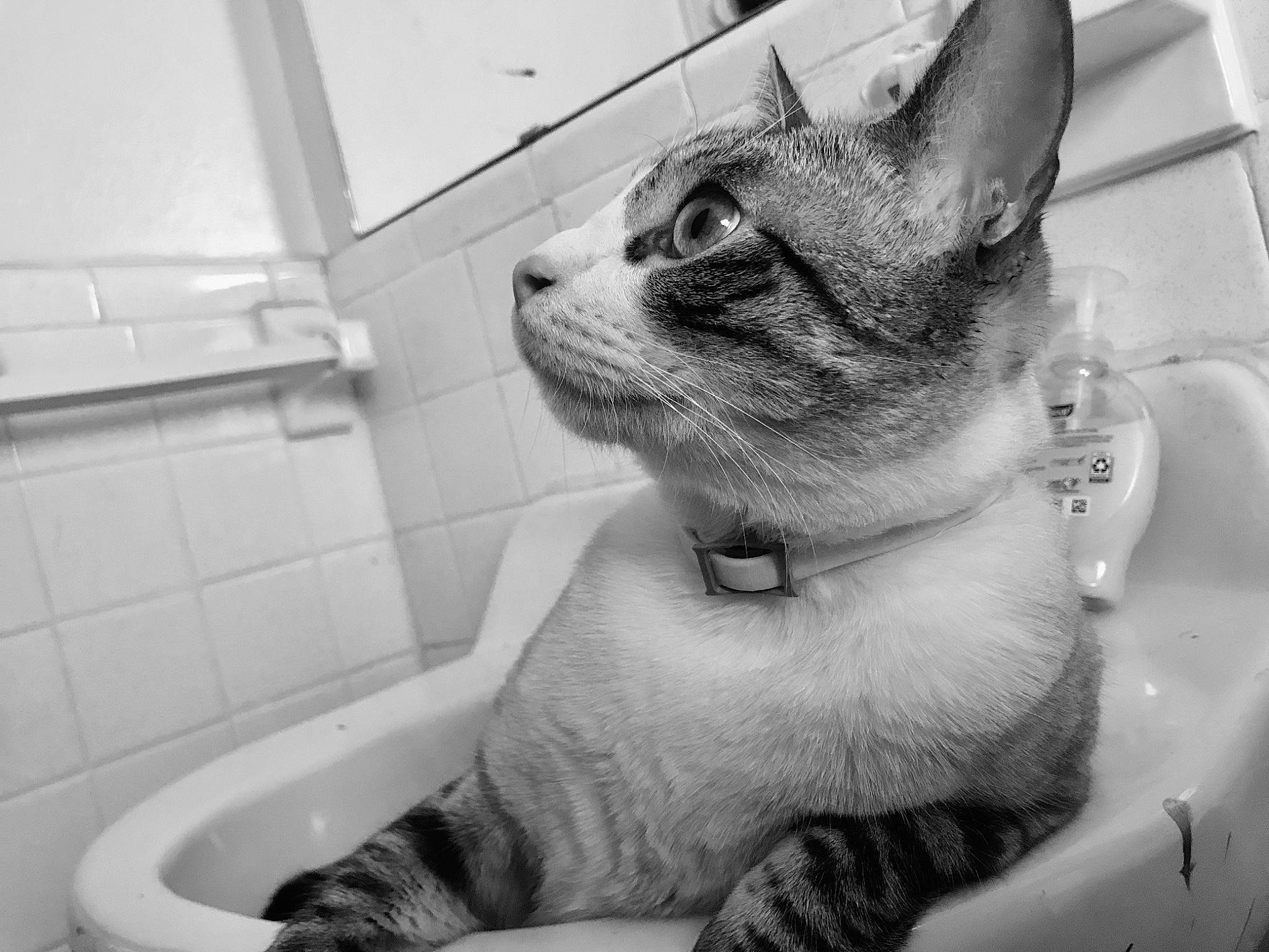 Maxie Pad joined the competition — help win amazing prizes! bathing, bathroom, black, carnivore, cat, collar, domestic_short_haired_cat, eyewear, felidae, fur, monochrome, monochrome_photography, paw, plumbing, plumbing_fixture, small_to_medium_sized_cats, snout, tail, tap, whiskers