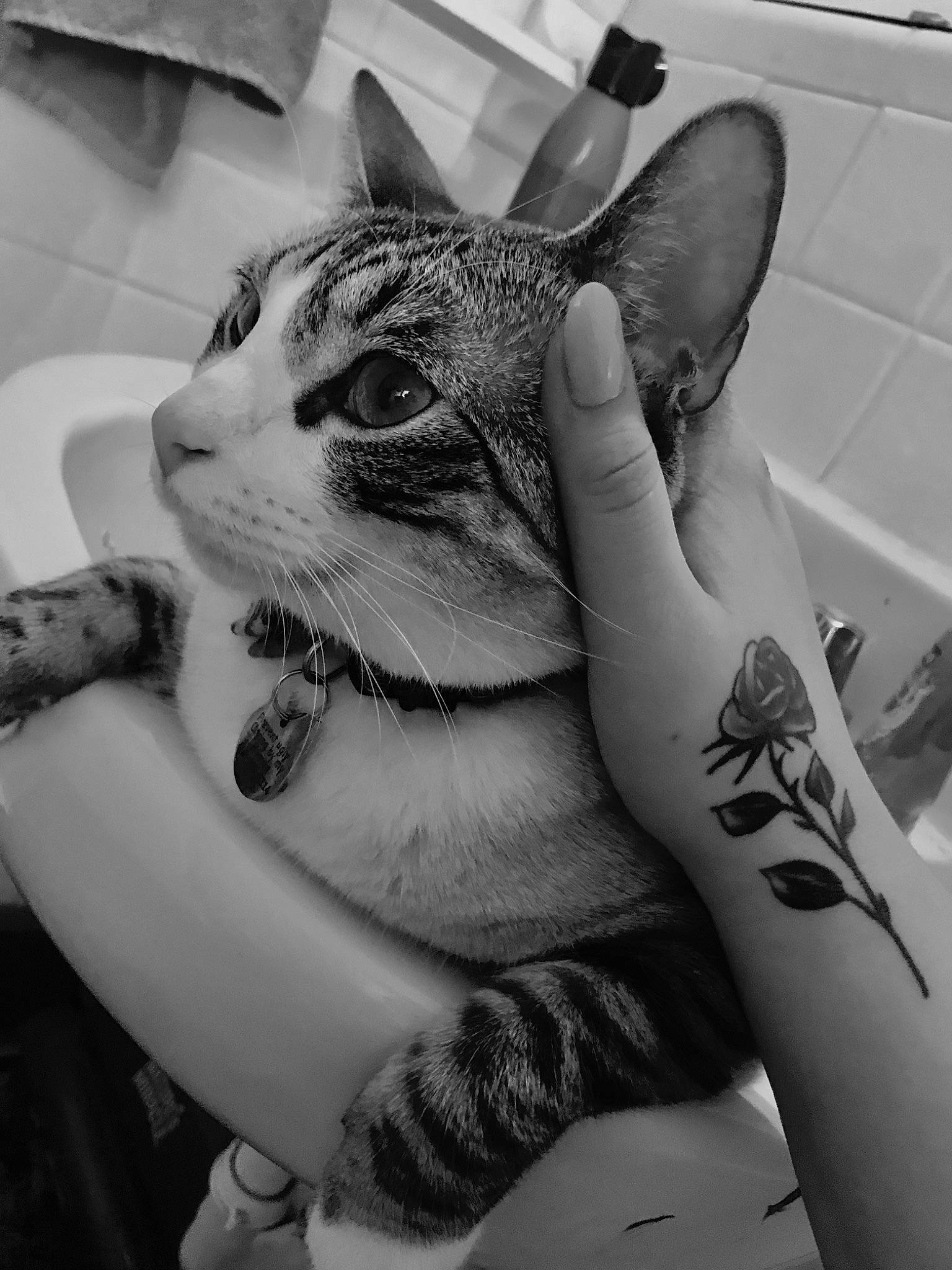 Maxie Pad is registered to the contest to win money with this photo: arm, black_and_white, carnivore, cat, elbow, eye, felidae, finger, gesture, hand, human_leg, monochrome, monochrome_photography, nail, small_to_medium_sized_cats, snout, style, temporary_tattoo, whiskers, wrist