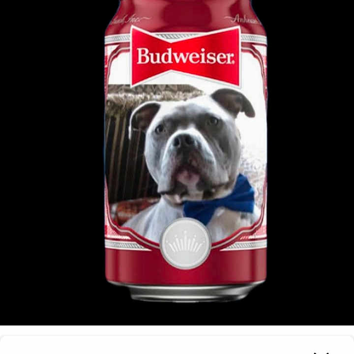 Elijah Blue joined the competition — help win amazing prizes! advertising, brand, bulldog, canidae, carnivore, companion_dog, dog, dog_breed, dog_supply, font, logo, multimedia, non_sporting_group, photo_caption, product, screenshot, snout, sporting_group, toy_dog