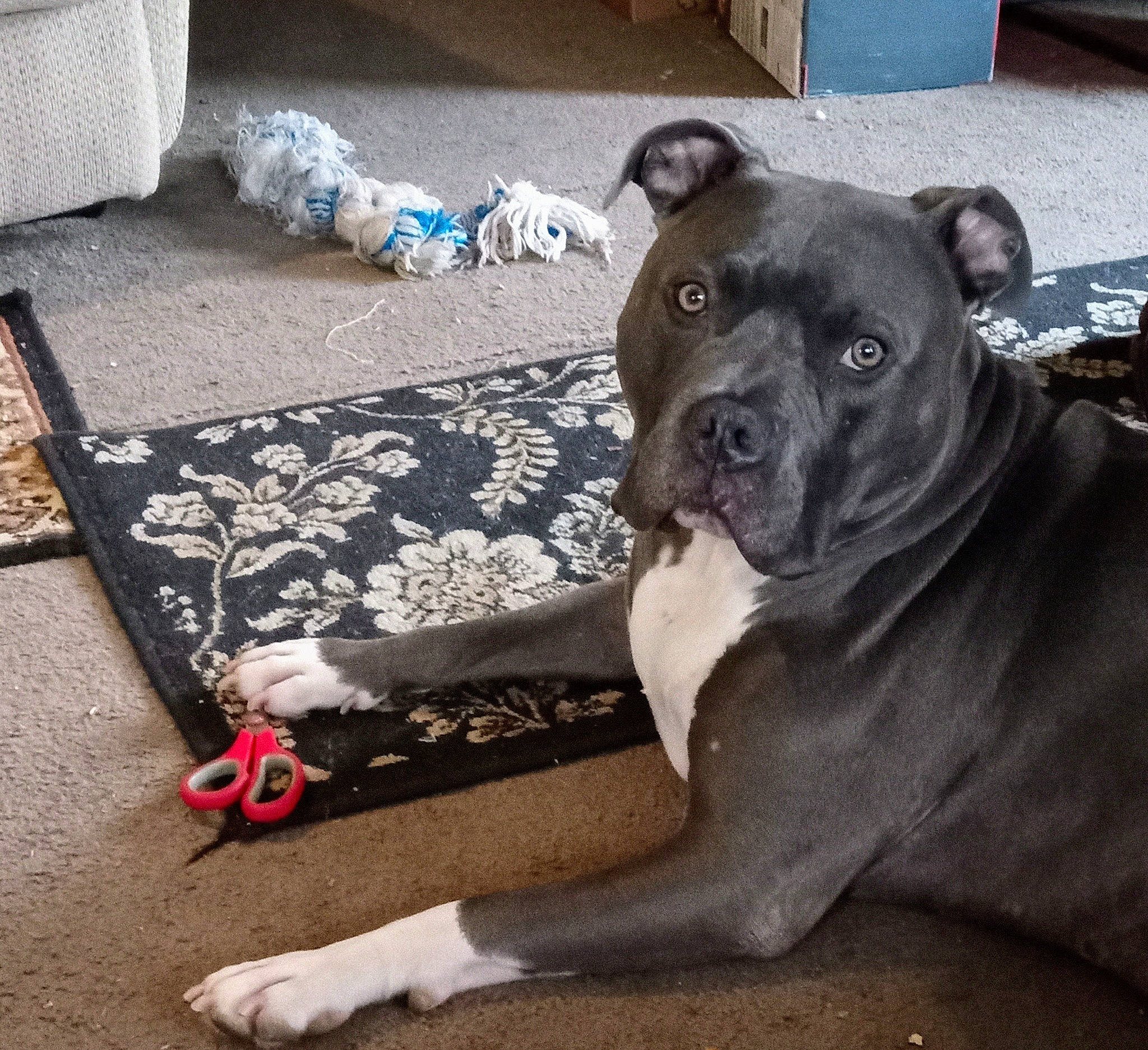 Elijah Blue is registered to the contest to win money with this photo: carnivore, comfort, companion_dog, dog, dog_breed, fawn, flooring, guard_dog, non_sporting_group, snout, terrestrial_animal, whiskers, working_animal