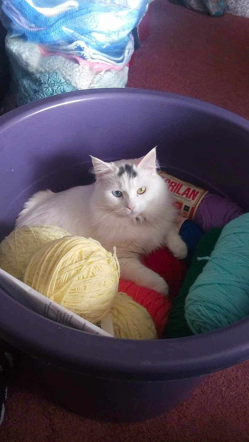 Cheshire joined the competition — help win amazing prizes! basket, box, carnivore, cat, cat_bed, cat_supply, comfort, comfort_food, domestic_short_haired_cat, felidae, fur, nap, paw, plastic_bag, sitting, small_to_medium_sized_cats, whiskers