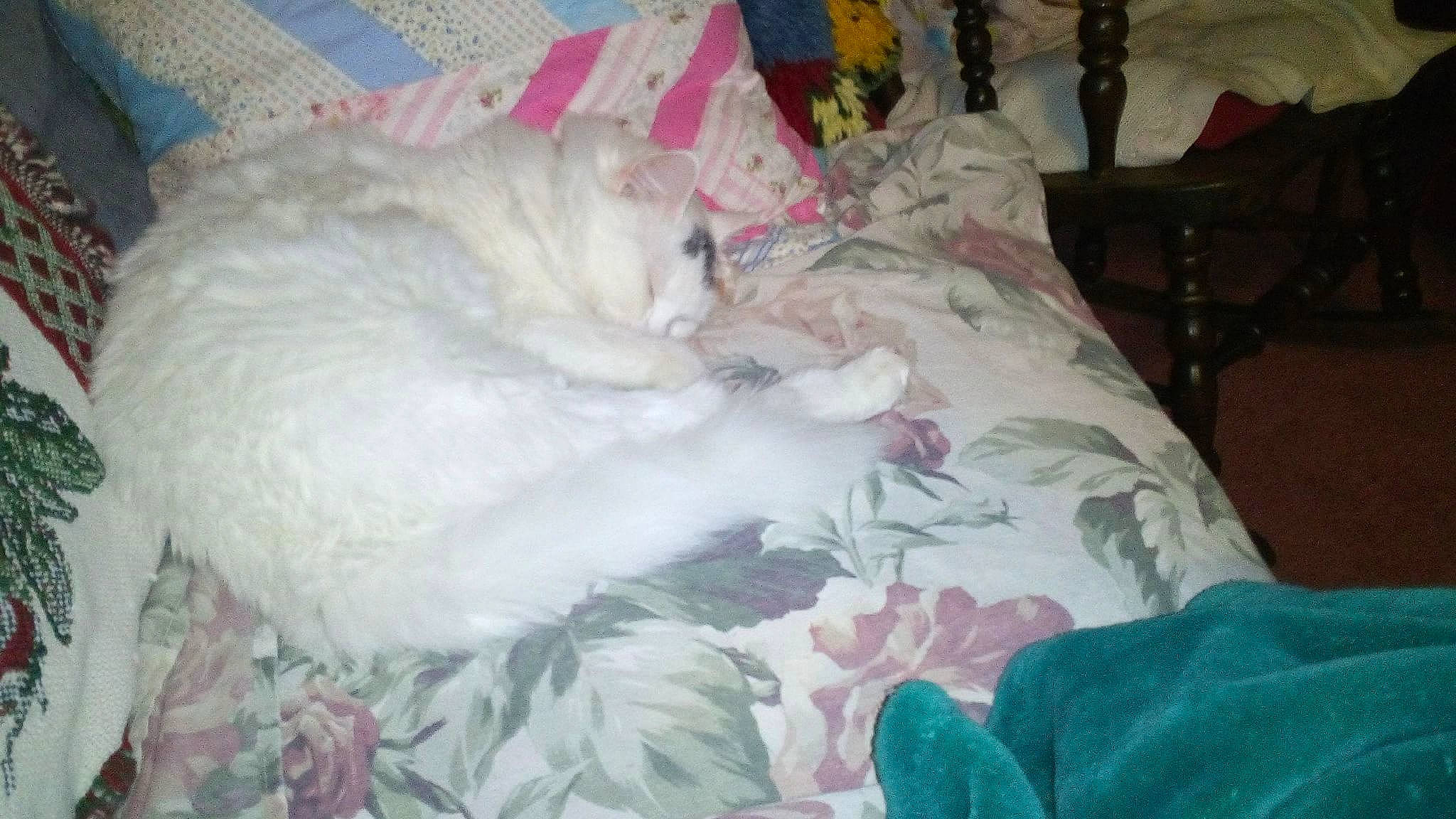 Cheshire joined the competition — help win amazing prizes! bed, bed_sheet, bedding, blanket, canidae, carnivore, cat, comfort, dog_breed, domestic_short_haired_cat, duvet, felidae, fur, linens, nap, paw, room, small_to_medium_sized_cats, tail, whiskers