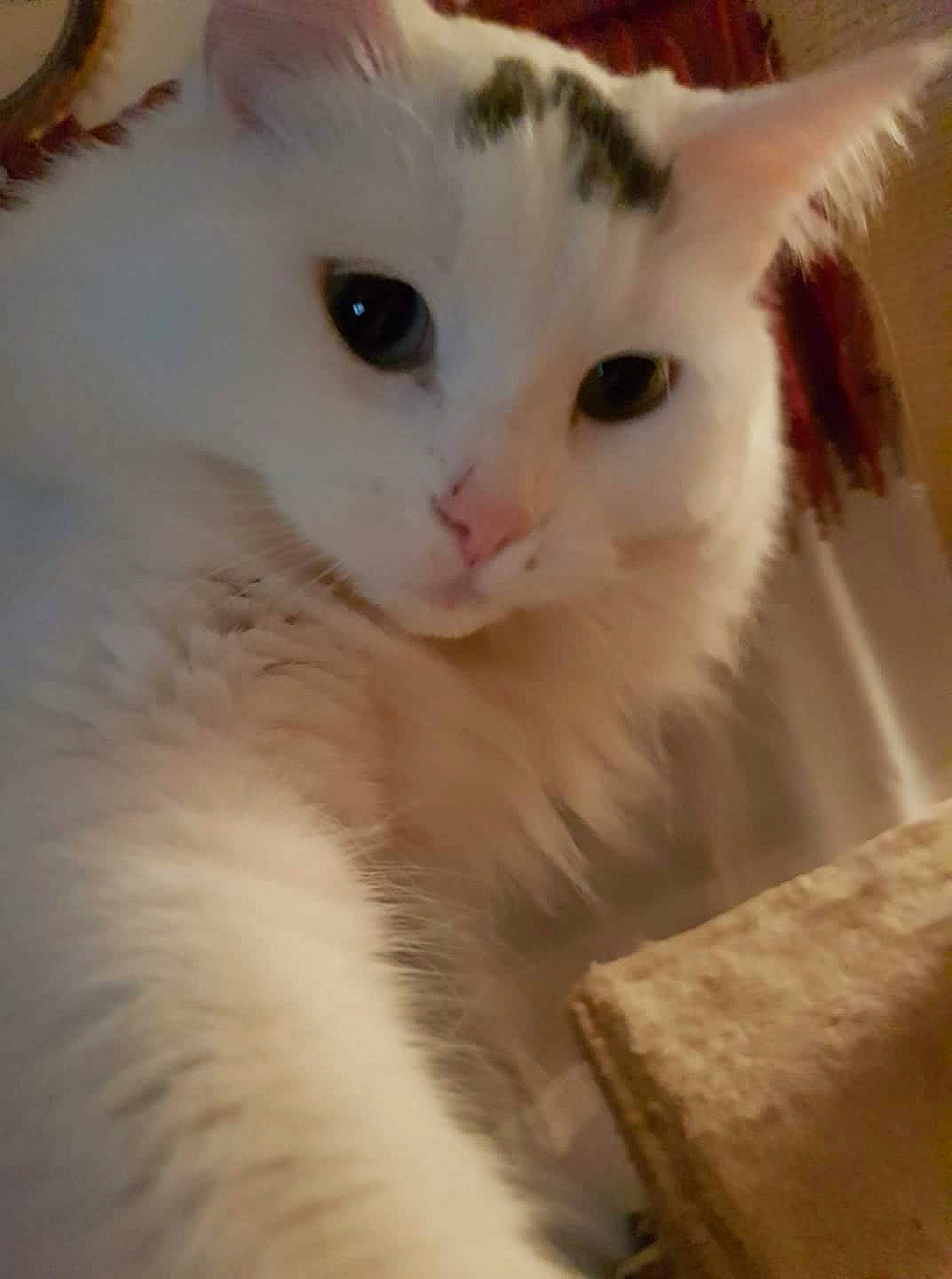 Cheshire joined the competition — help win amazing prizes! carnivore, cat, domestic_short_haired_cat, felidae, fur, small_to_medium_sized_cats, snout, tail, terrestrial_animal, whiskers