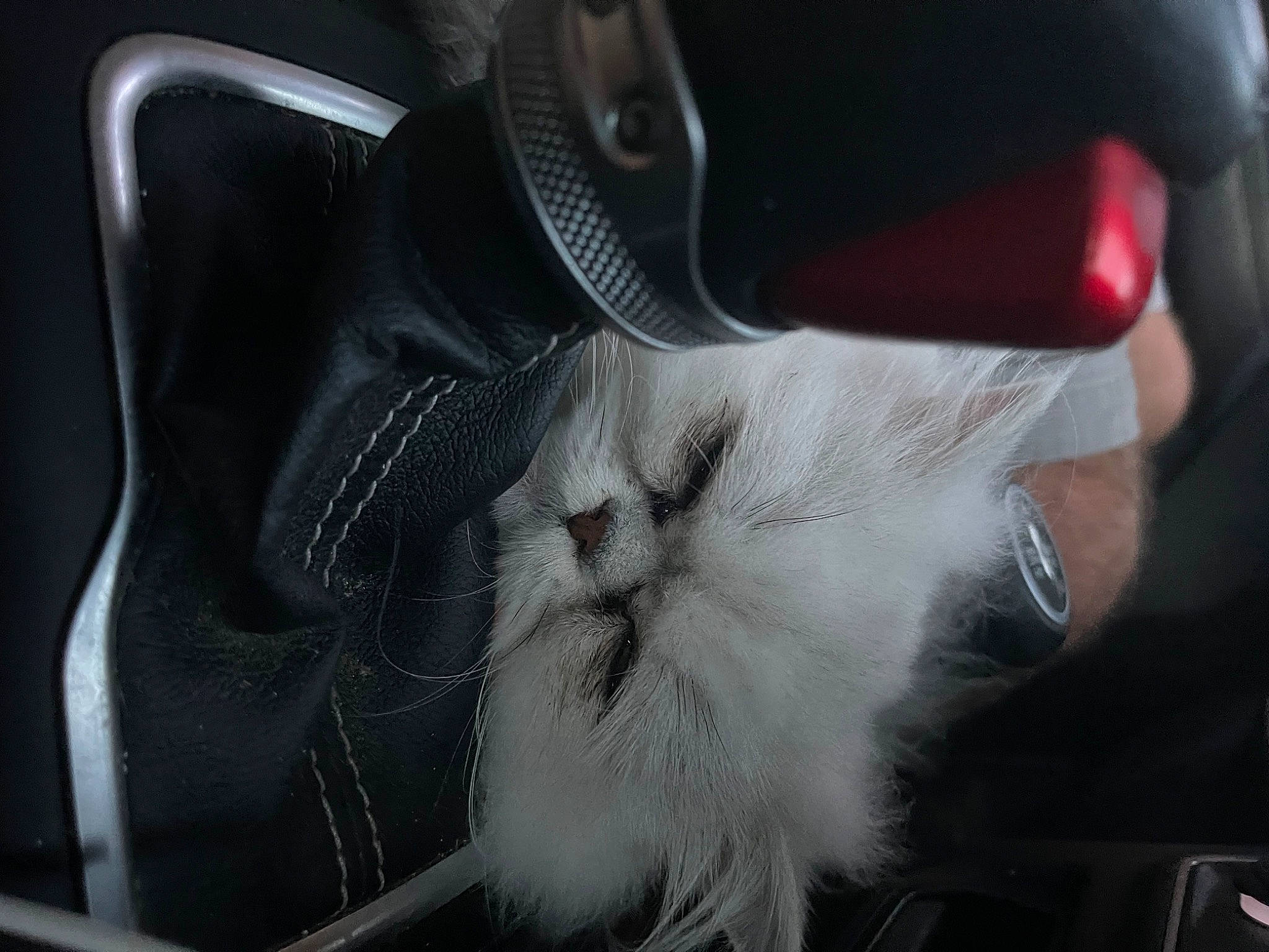 Benjamin is registered to the contest to win money with this photo: auto_part, automotive_exterior, automotive_lighting, automotive_mirror, automotive_tire, carnivore, cat, comfort, eyewear, felidae, fur, human_leg, monochrome_photography, rear_view_mirror, rim, small_to_medium_sized_cats, steering_wheel, vehicle_door, whiskers, windshield