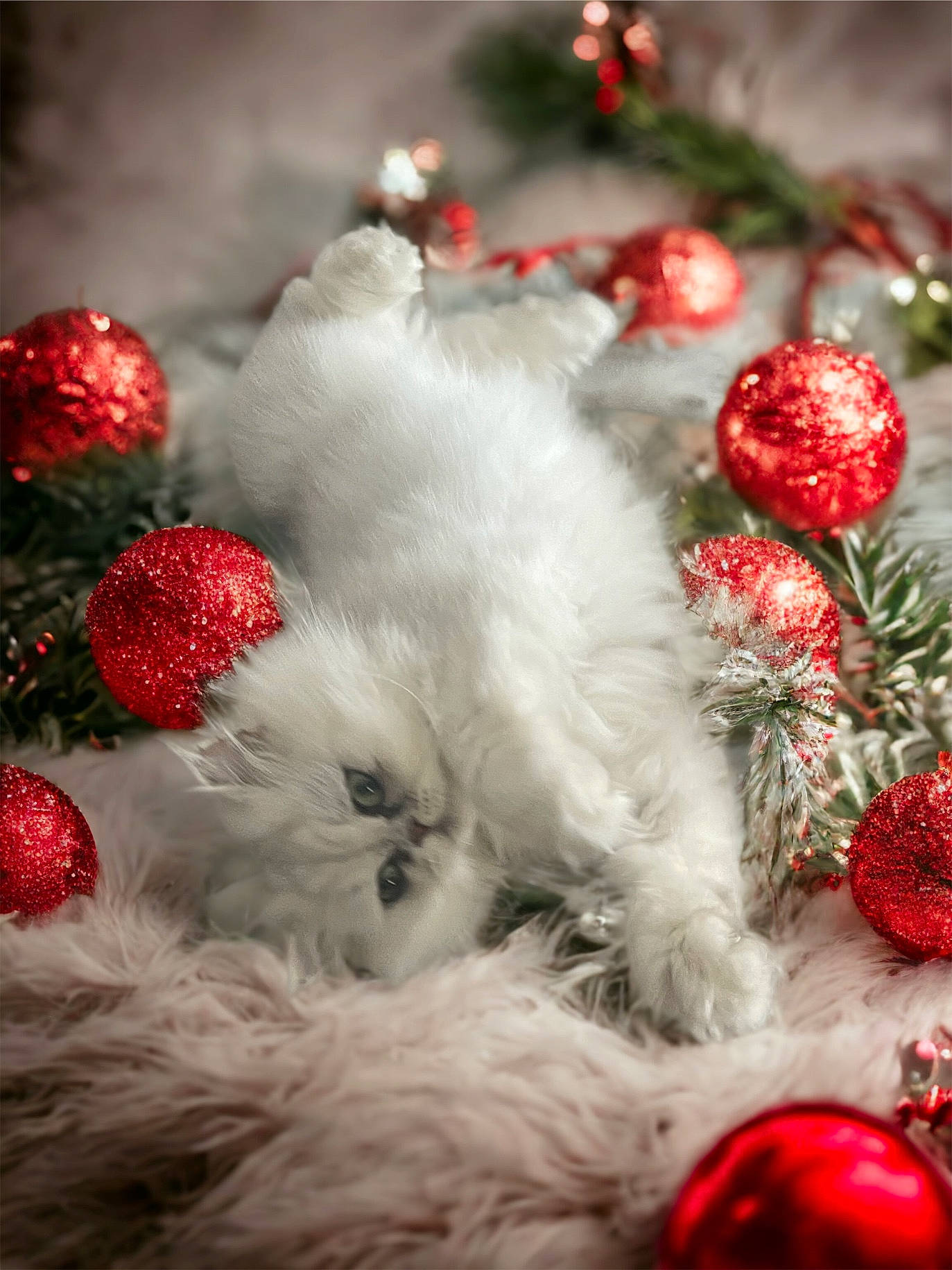 Benjamin is registered to the contest to win money with this photo: carmine, cat, christmas, christmas_decoration, christmas_ornament, christmas_tree, conifer, event, freezing, fur, grass, holiday, holiday_ornament, ornament, pattern, plant, red, tradition, window, winter