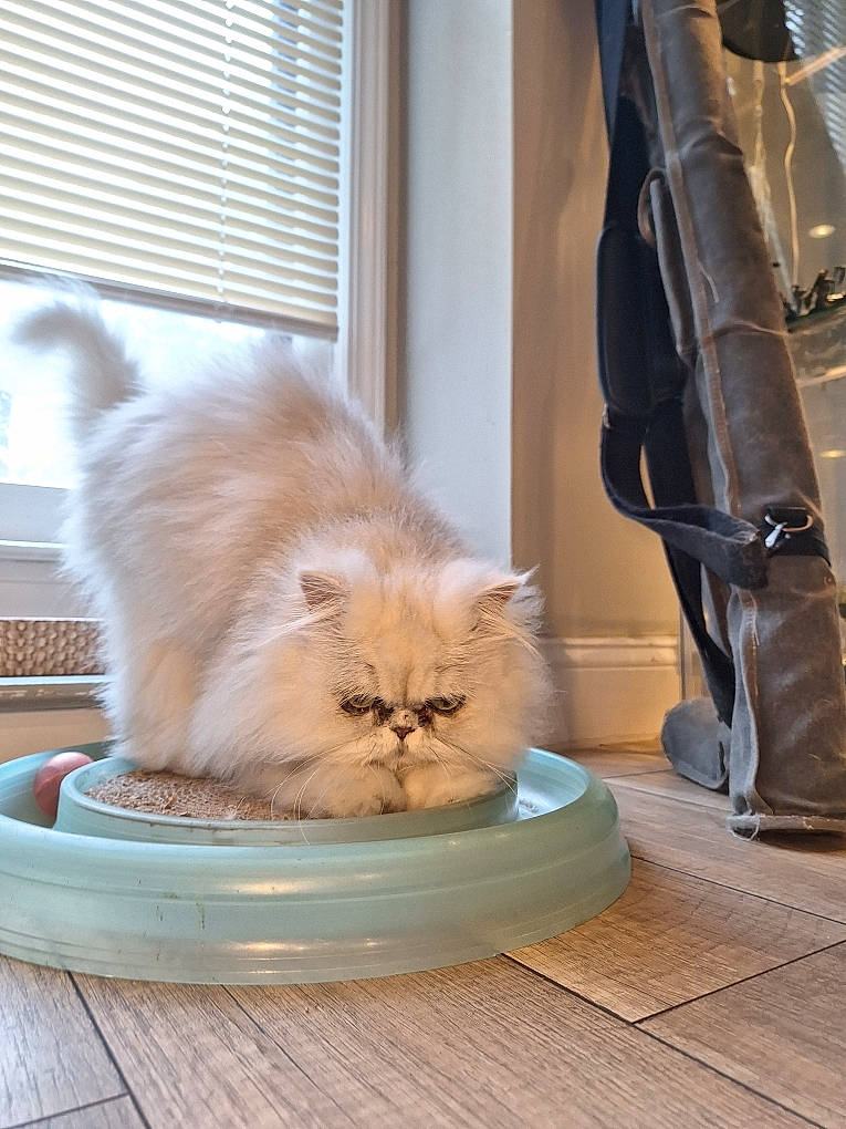 Benjamin is registered to the contest to win money with this photo: british_longhair, carnivore, cat, comfort, domestic_short_haired_cat, fawn, felidae, floor, flooring, fur, hardwood, human_leg, persian, sitting, small_to_medium_sized_cats, tail, whiskers, window, window_blind, wood