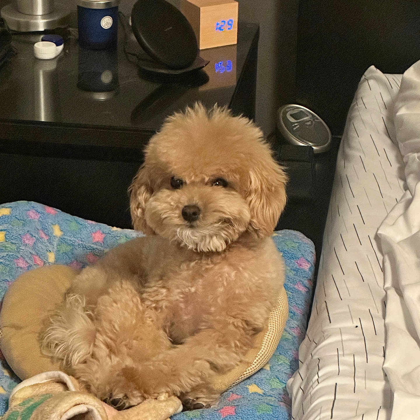 Bailey is registered to the contest to win money with this photo: apricot, bed, bedroom, blanket, clock, comfort, cozy, cute, dog, fluffy, fur, indoor, lamp, nightstand, pet, pillow, relaxed, resting, soft_lighting, star_pattern