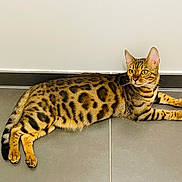 Sia a rejoint le concours — aidez-le/la à gagner de superbes lots ! alert, animal, bengal_cat, cat, cute, domestic_animal, ears, feline, floor, indoor, lying_down, mammal, paws, pet, resting, spotted, striped, tail, tile_floor, whiskers