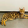 alert, animal, bengal_cat, cat, cute, domestic_animal, ears, feline, floor, indoor, lying_down, mammal, paws, pet, resting, spotted, striped, tail, tile_floor, whiskers