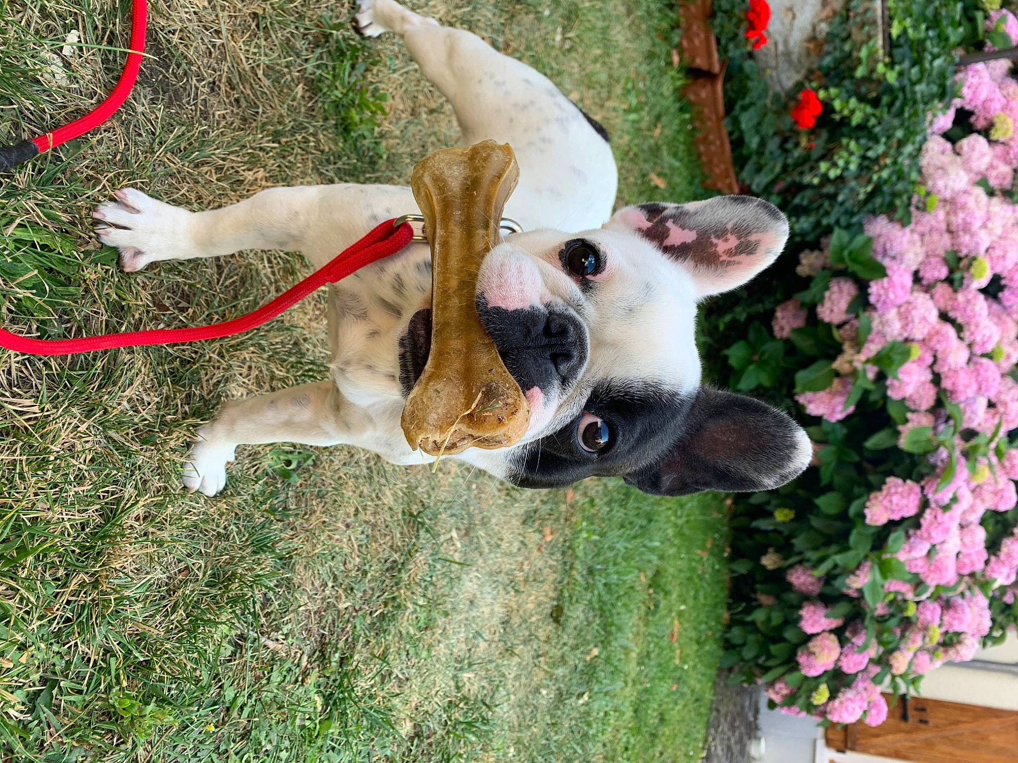 Poppy a rejoint le concours — aidez-le/la à gagner de superbes lots ! annual_plant, canidae, carnivore, collar, companion_dog, dog, dog_breed, dog_collar, dog_supply, fawn, flower, flowerpot, grass, mammal, petal, plant, snout, sporting_group, tail, working_animal