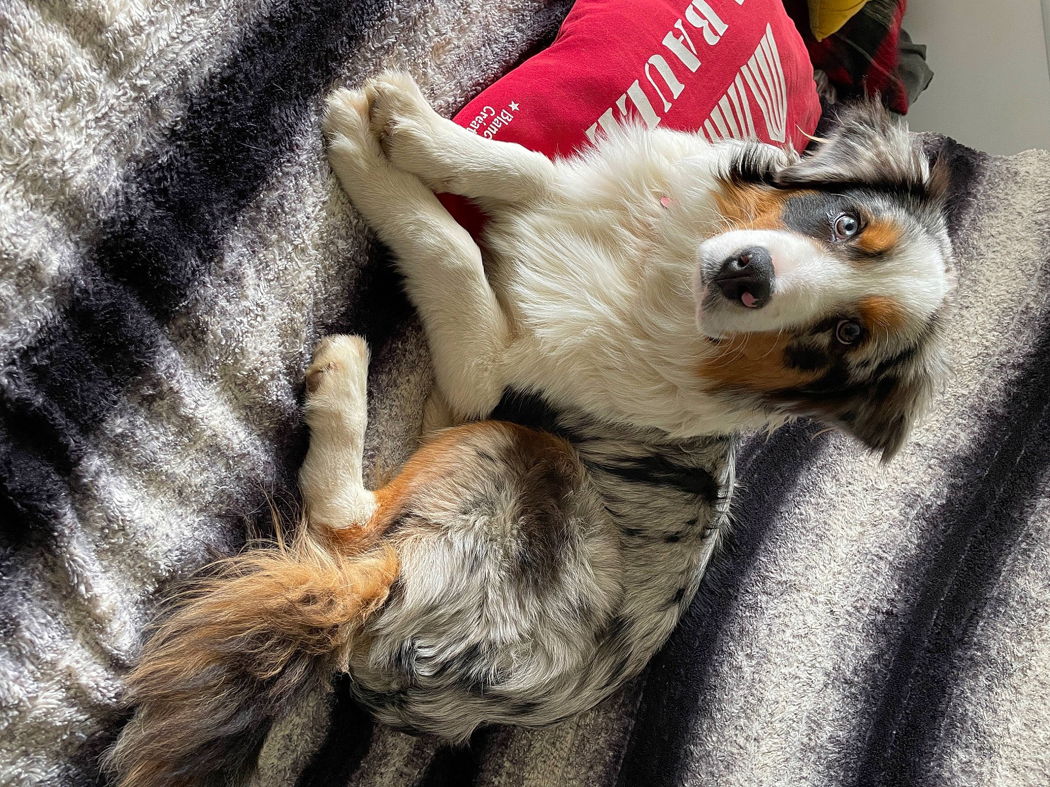 Twix a rejoint le concours — aidez-le/la à gagner de superbes lots ! canidae, carnivore, claw, comfort, companion_dog, dog, dog_breed, dog_supply, fawn, felidae, fur, grey, paw, small_to_medium_sized_cats, snout, sporting_group, tail, toy_dog, whiskers, working_animal